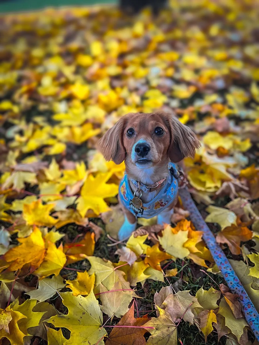 36CF7DCE-FCC6-4721-B4F5-7EFF7BC15085 (1).jpg