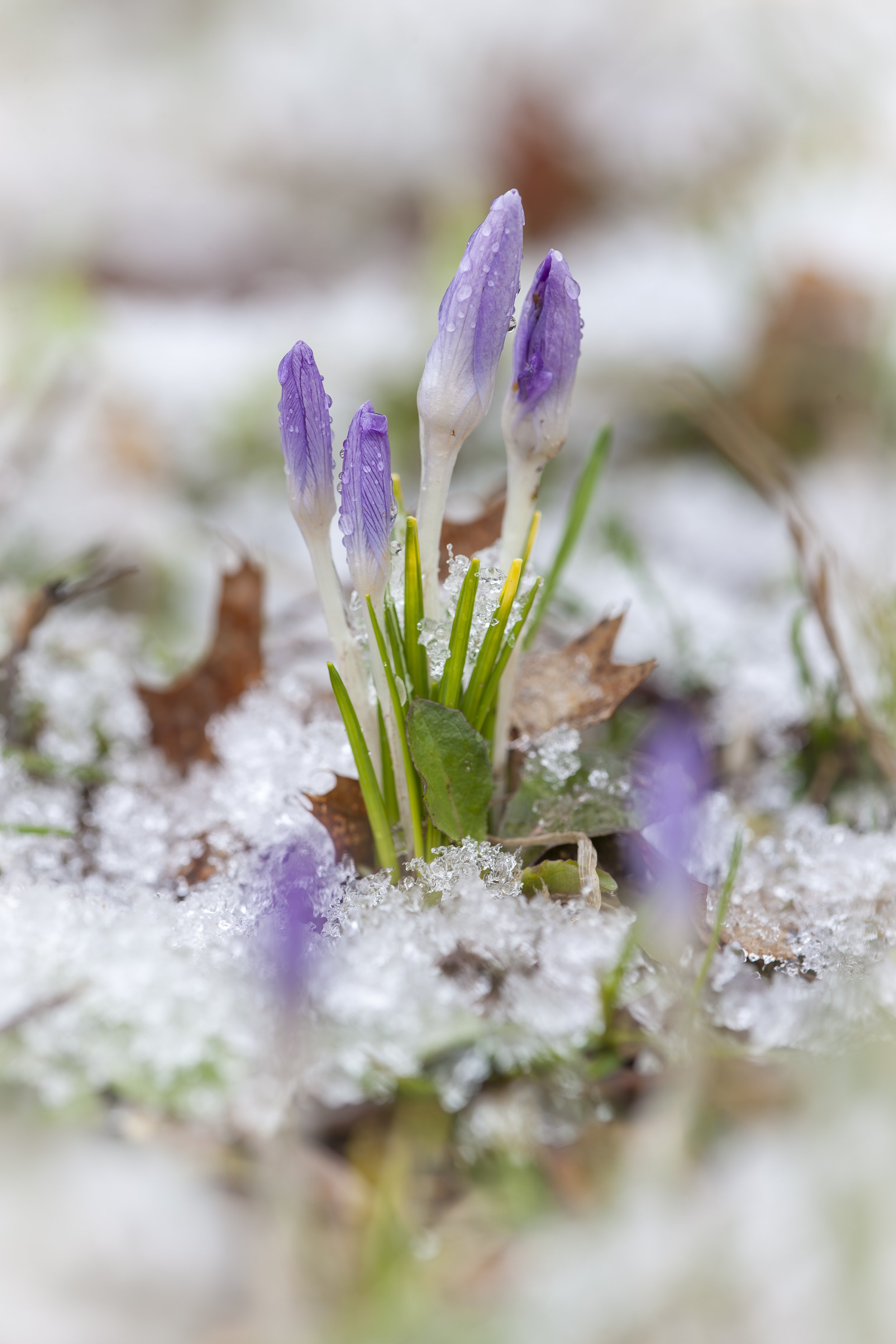 A much anticipated herald of spring