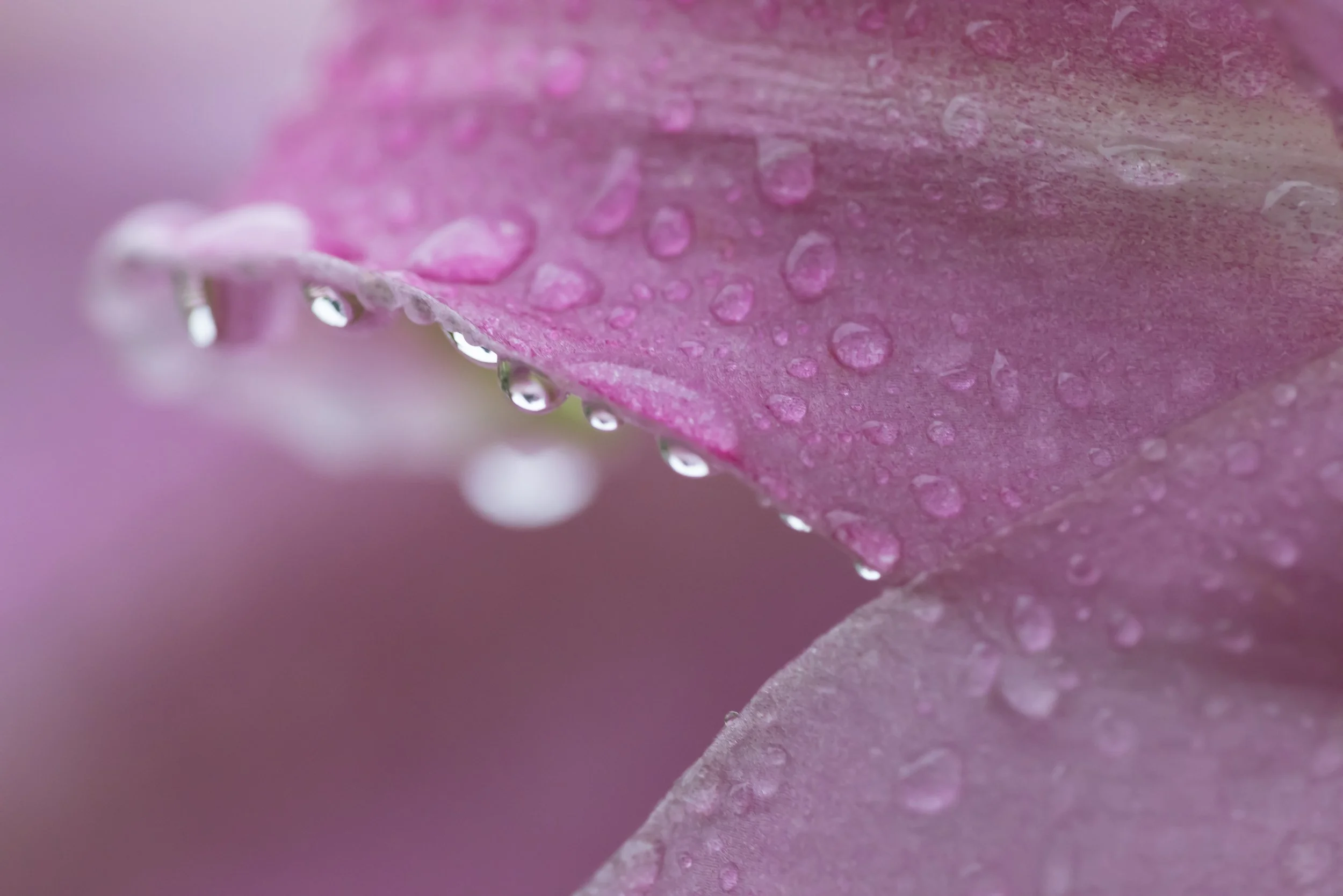 Rainy Day Lily