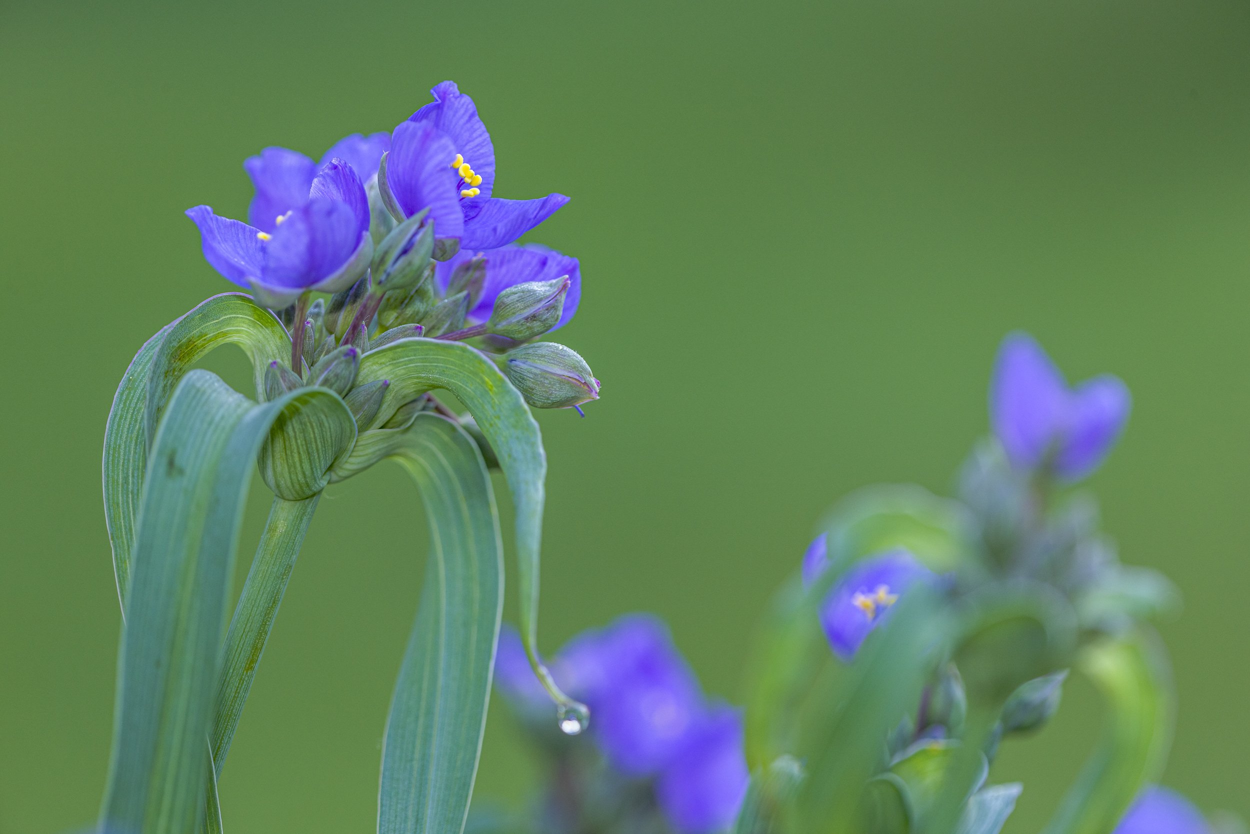 Ohio Spiderwort Flowers