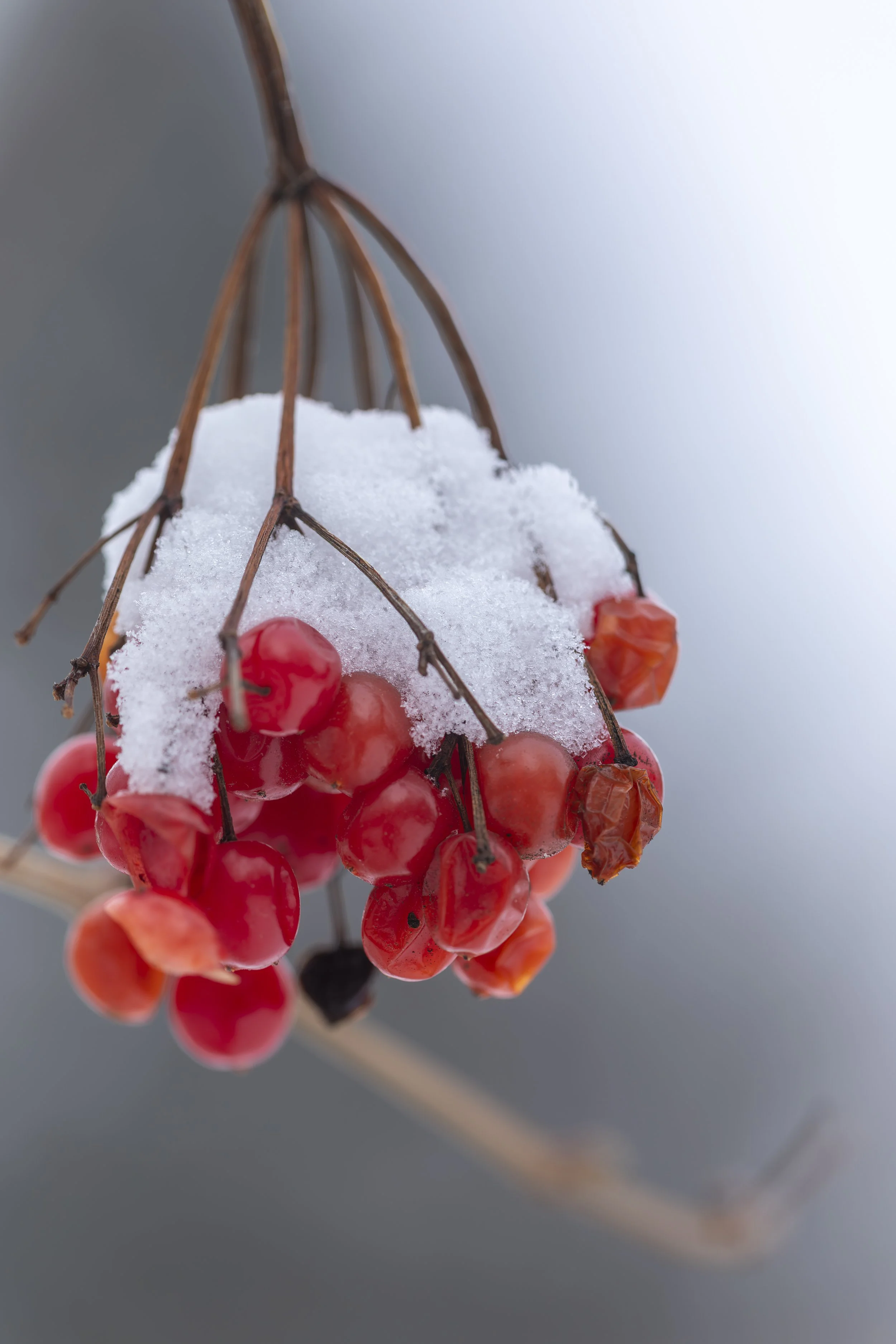 Snow on Berries