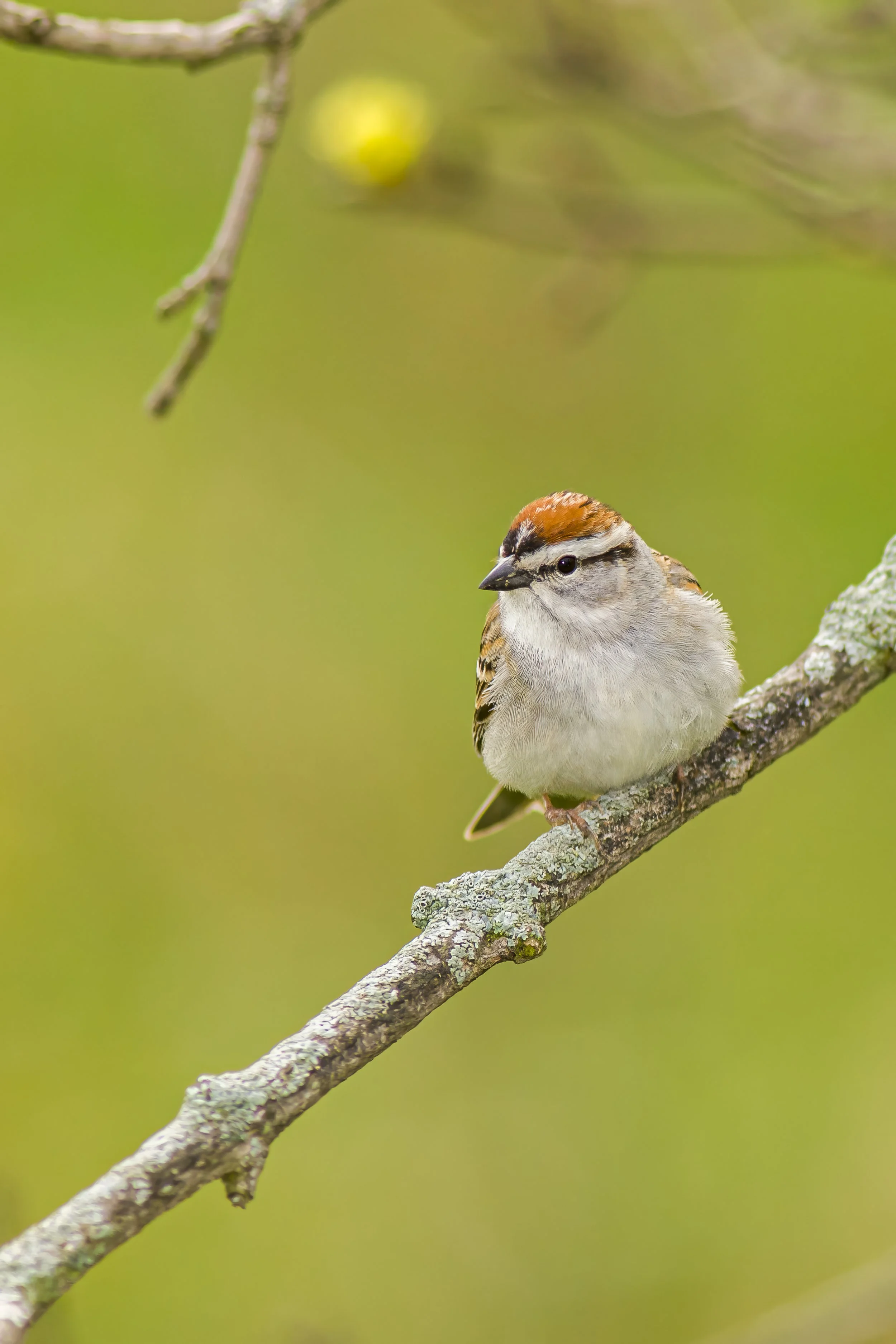 Springtime Chipping Sparrow