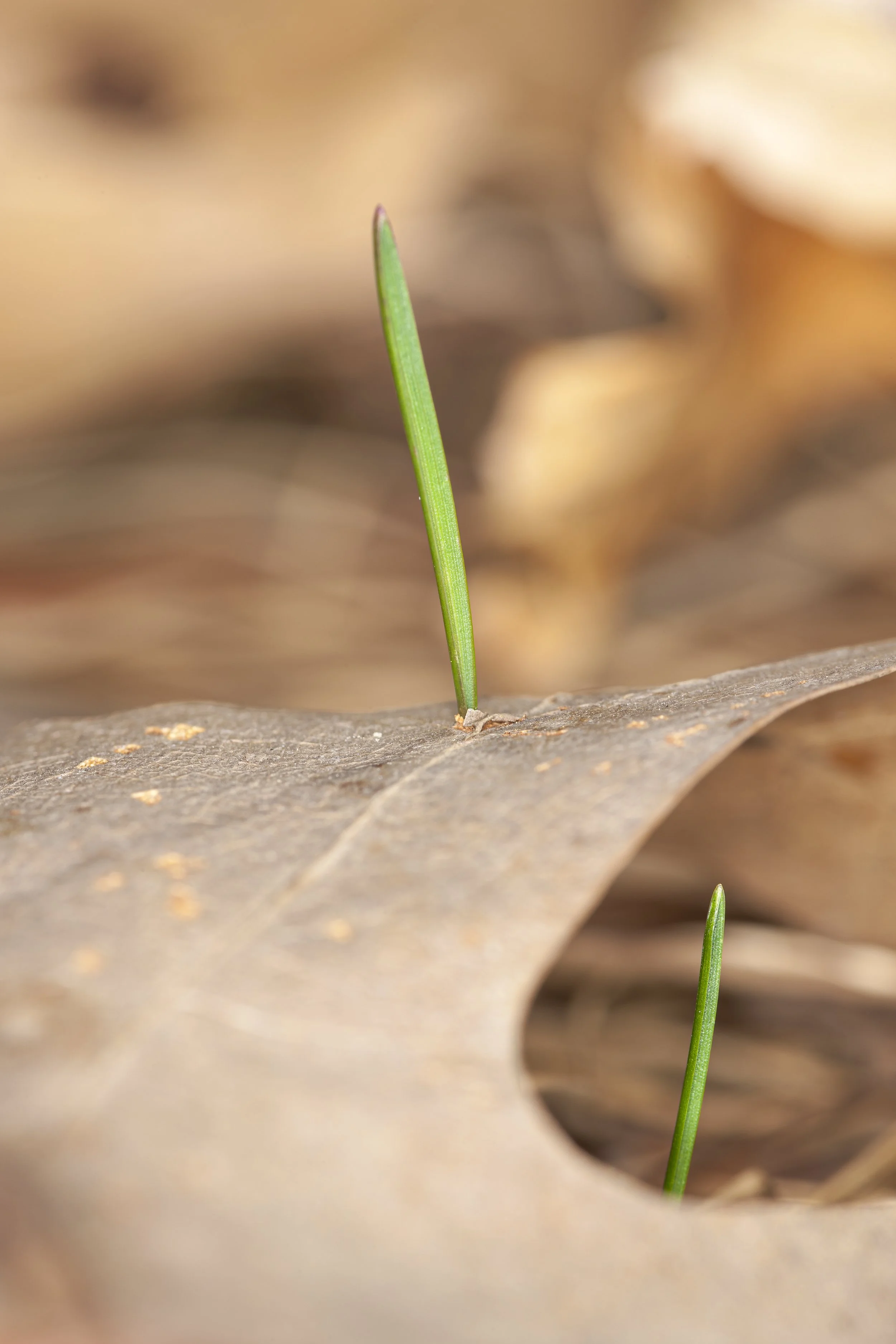Spear of Grass
