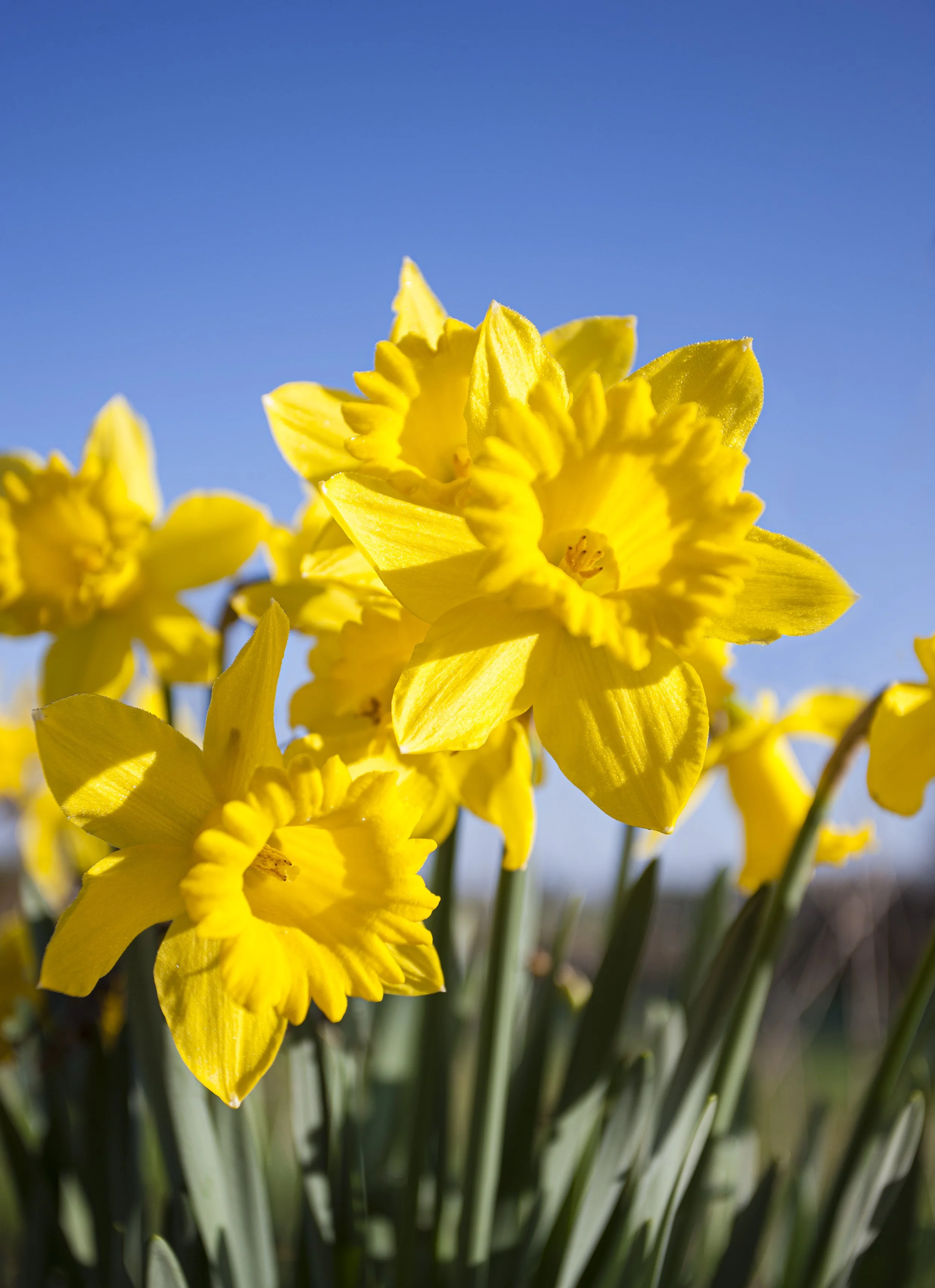Sunny Springtime Daffodils