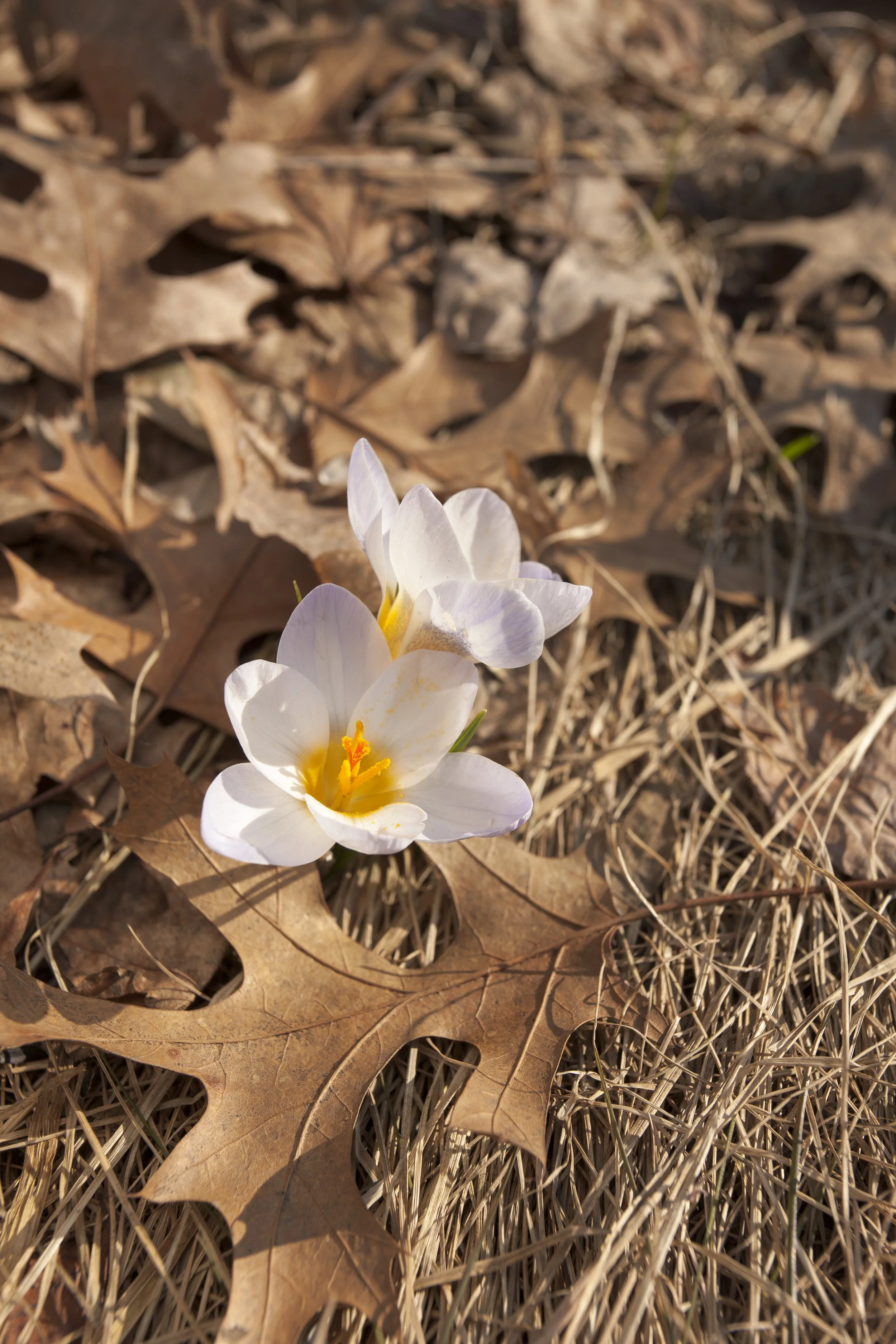 Springing Forth