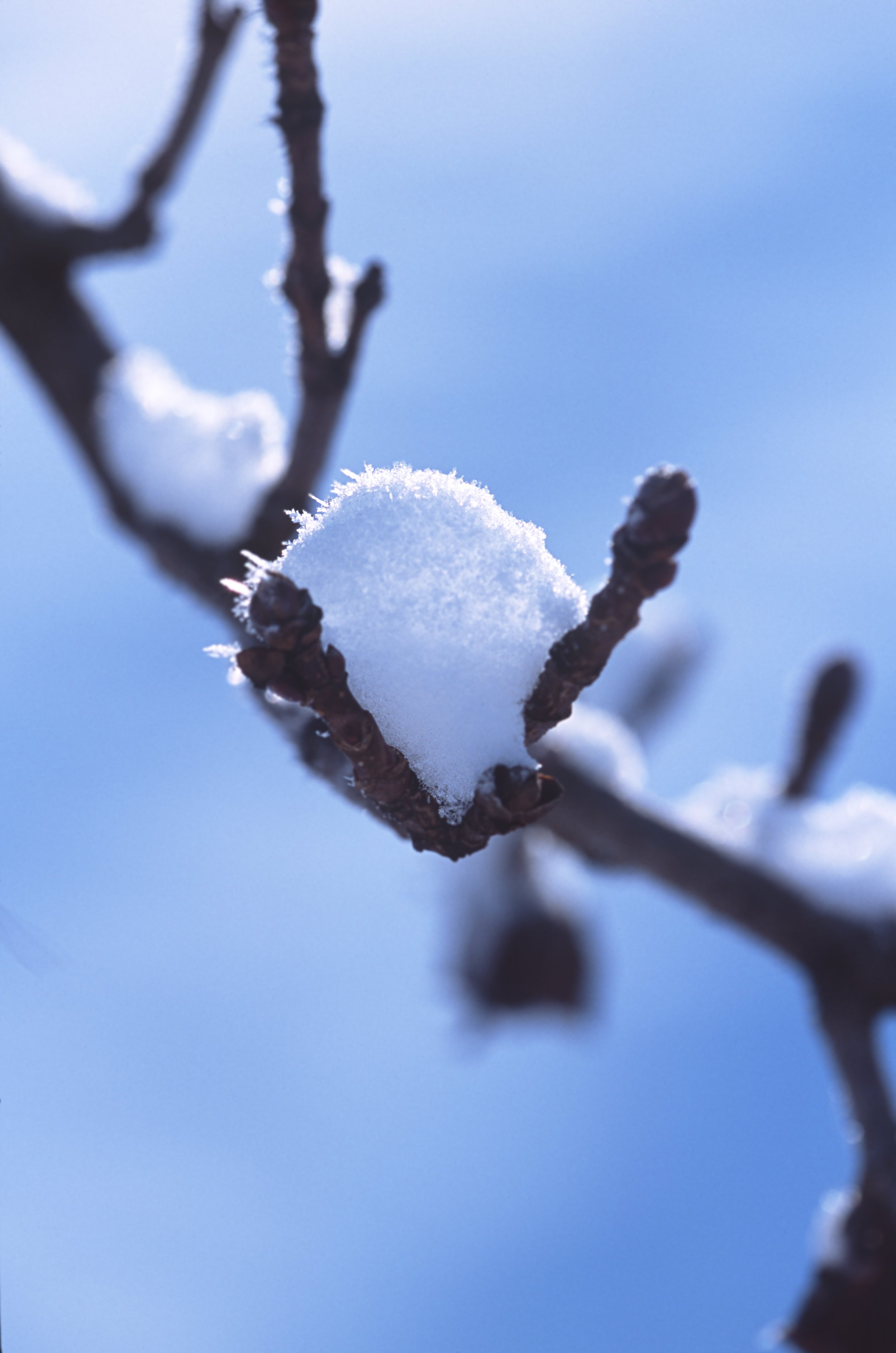 Hoar frost on new snow