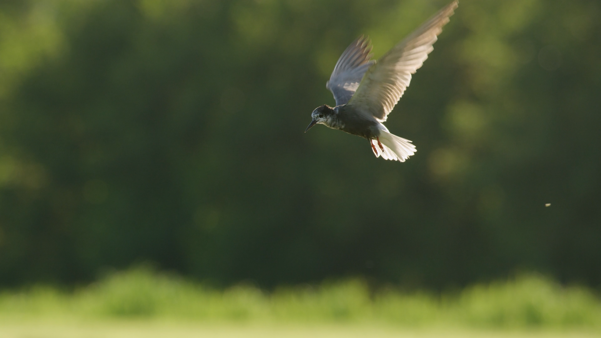 A bird flying in mid-air against a blurred background of greenery, with grassy foreground at the bottom.