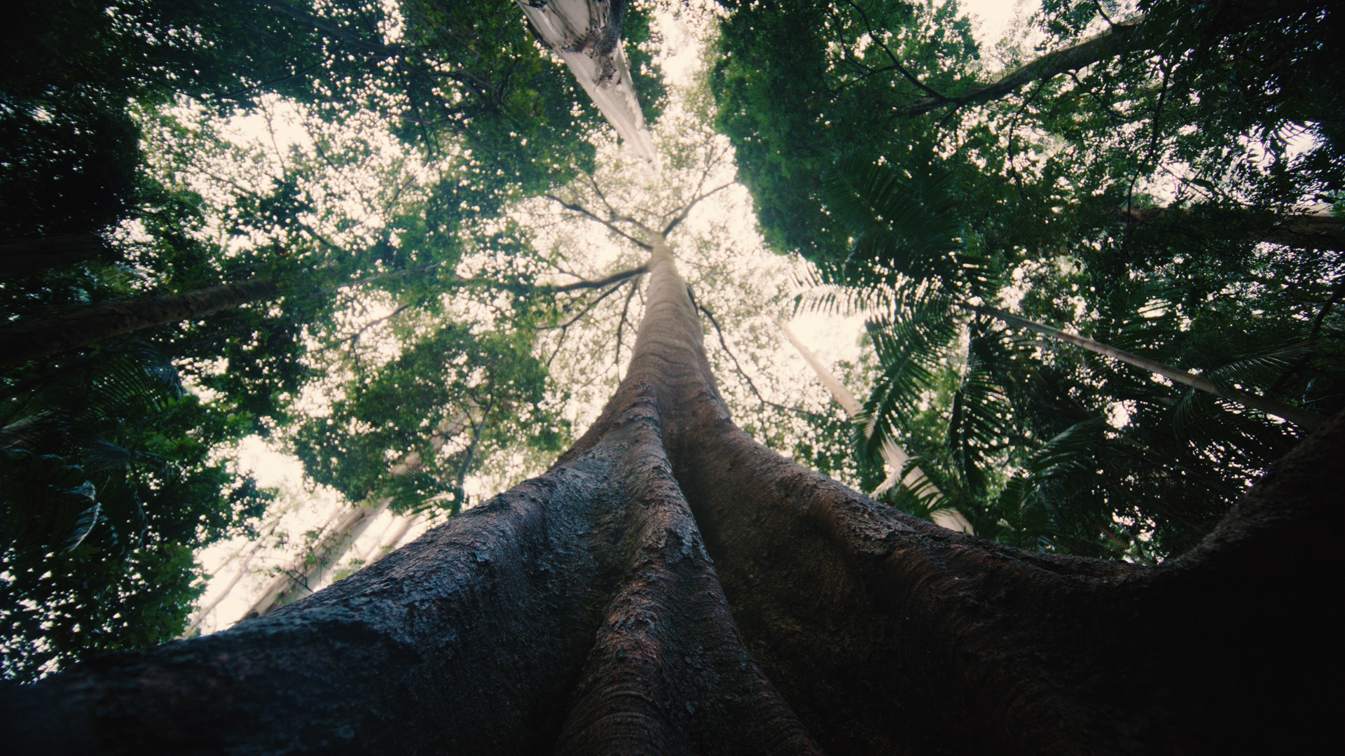 View looking up at tall trees in a forest, with sunlight filtering through the leaves.