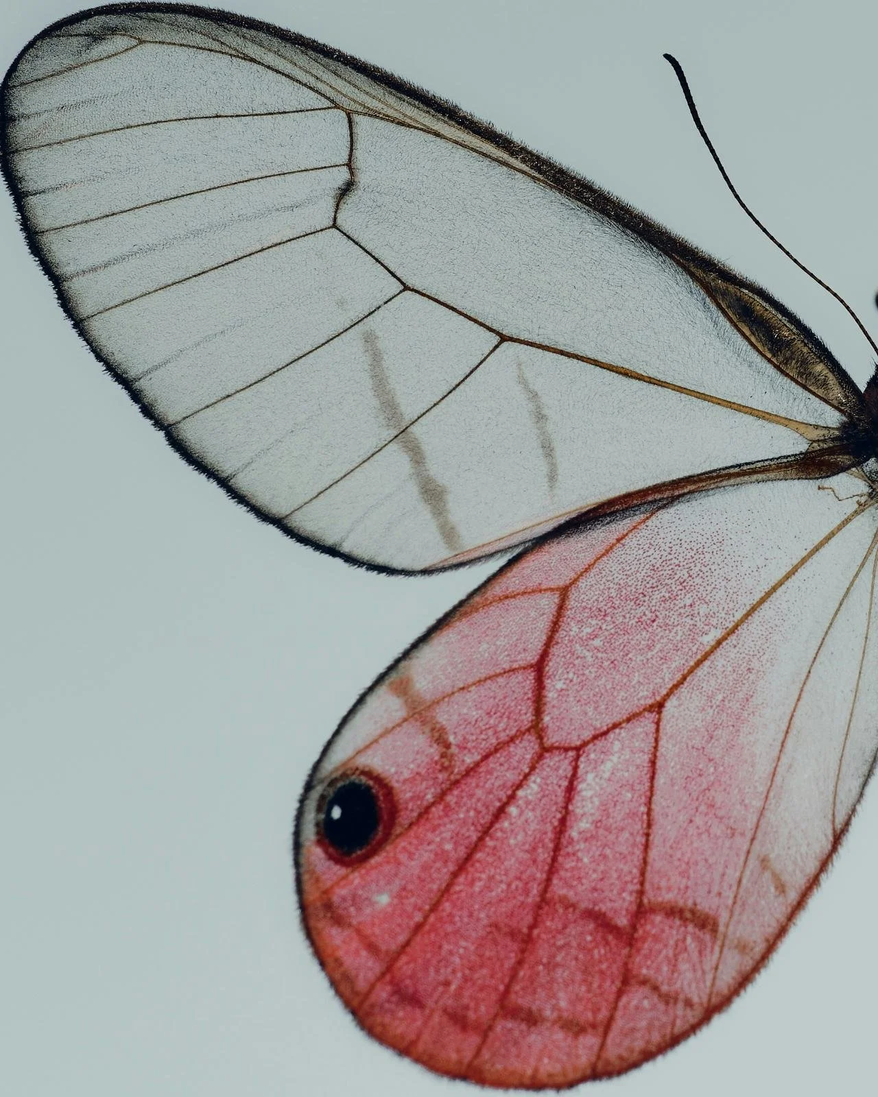 Close-up of a butterfly wing with translucent white top section and pink bottom section, showing intricate veins and a small black eye spot.