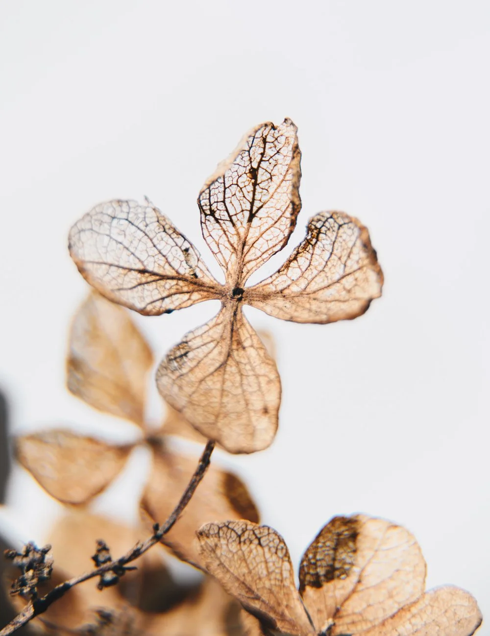 Close-up of dried, skeletal hydrangea flower petals against a white background.