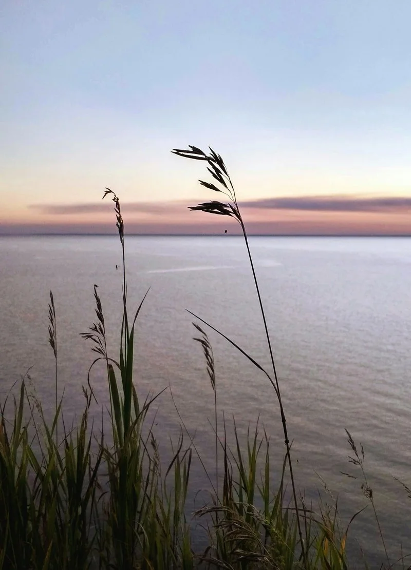 Tall grass and reeds in the foreground with a calm body of water and a sunset or sunrise sky in the background.