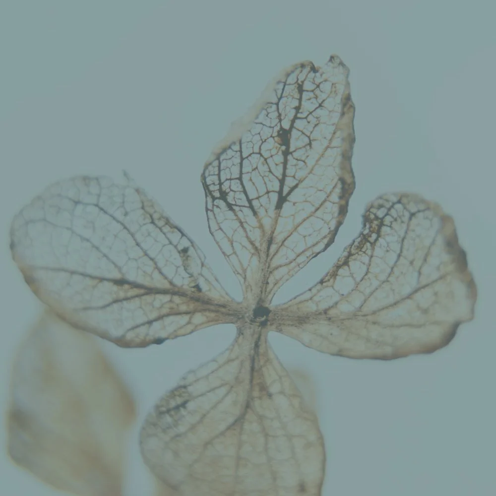Close-up of a delicate, dried leaf with visible veins, set against a pale background.