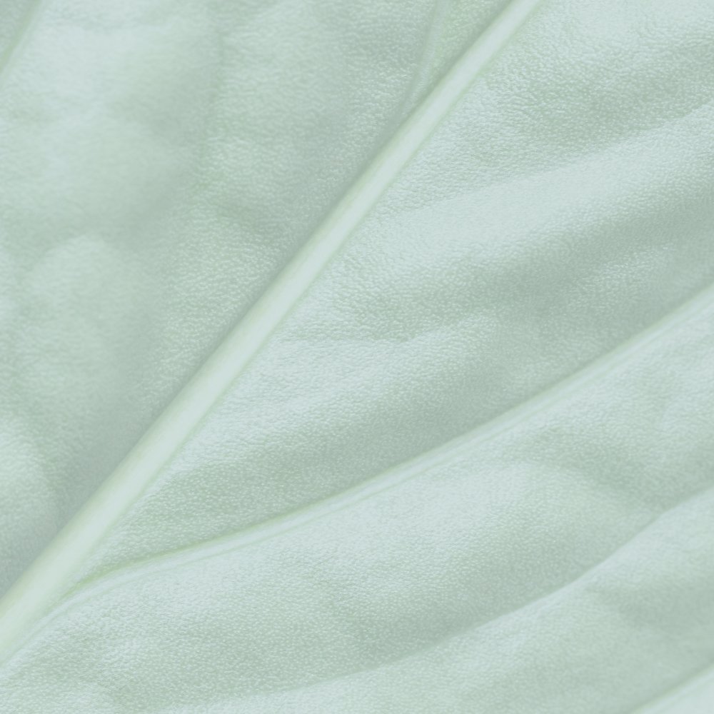 Close-up of a pale green leaf showing its texture and veins.
