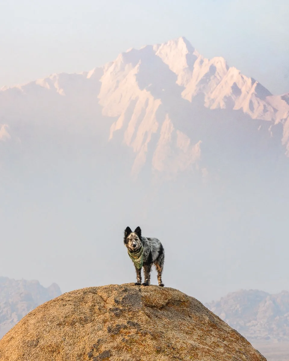 A dog standing on a large rock in a mountainous landscape with snow-capped peaks in the background.