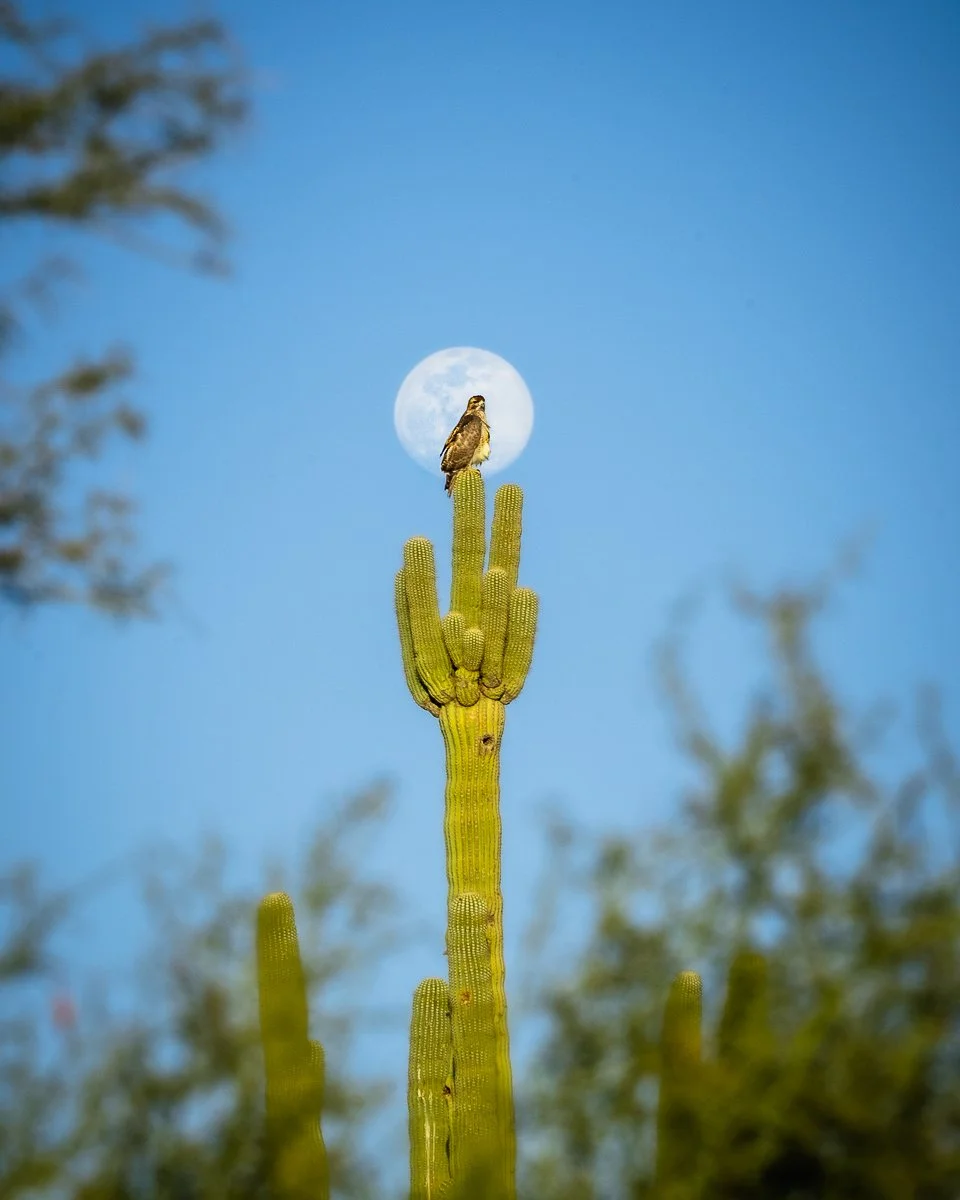 A bird perched on the top of a tall saguaro cactus against a background of a blue sky with a full moon.