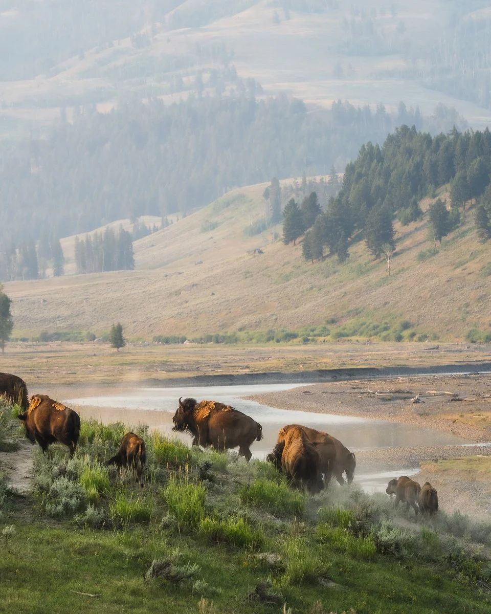 Group of bison grazing and walking near a river in a valley with mountains and trees in the background.