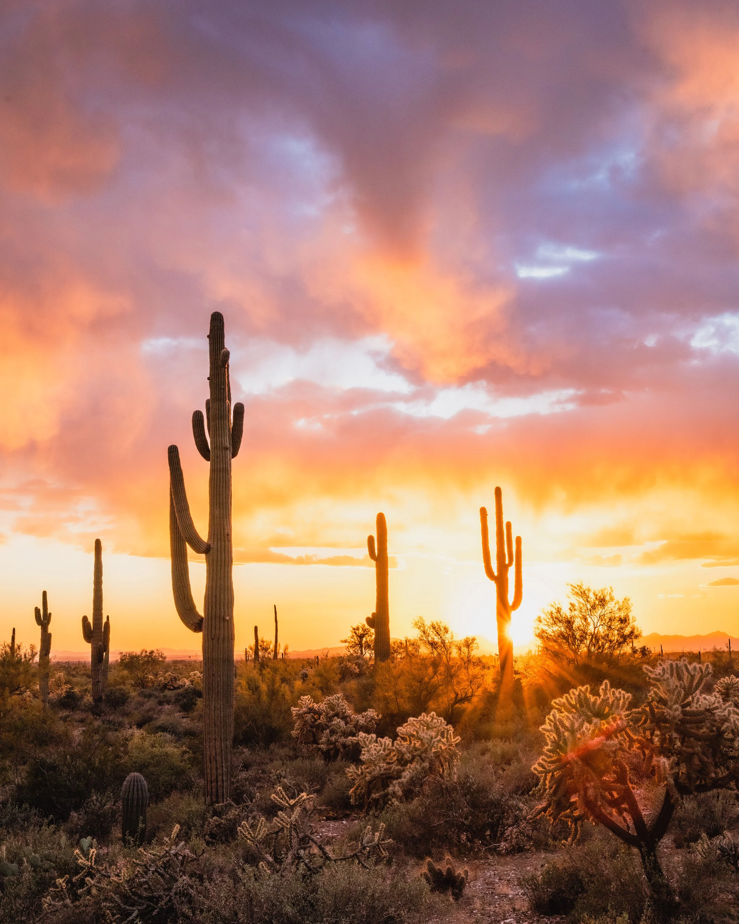 Saguaro cacti in a desert at sunset with orange and purple sky.