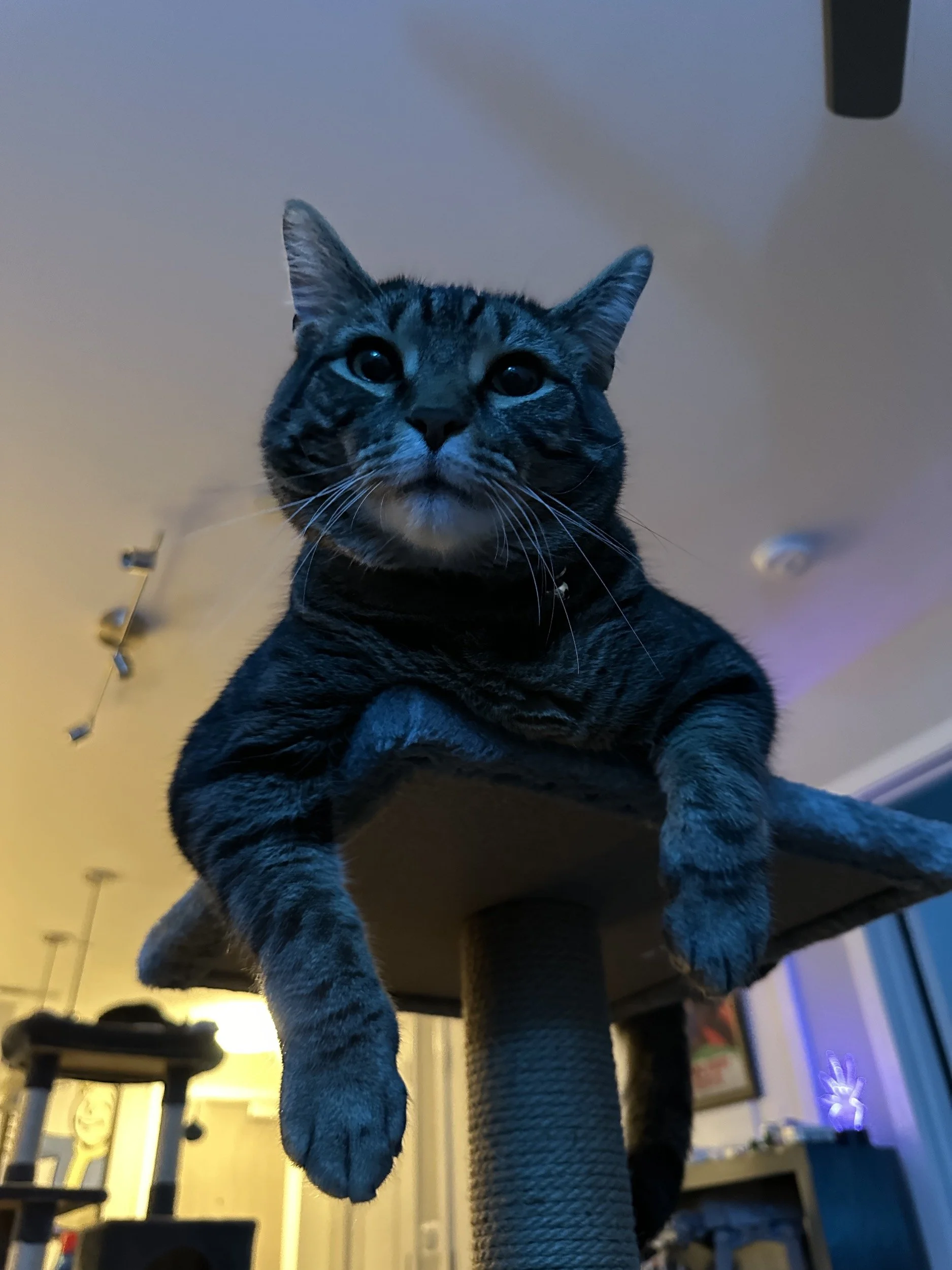 Photo of a brown and gray male tabby cat named Floyd.