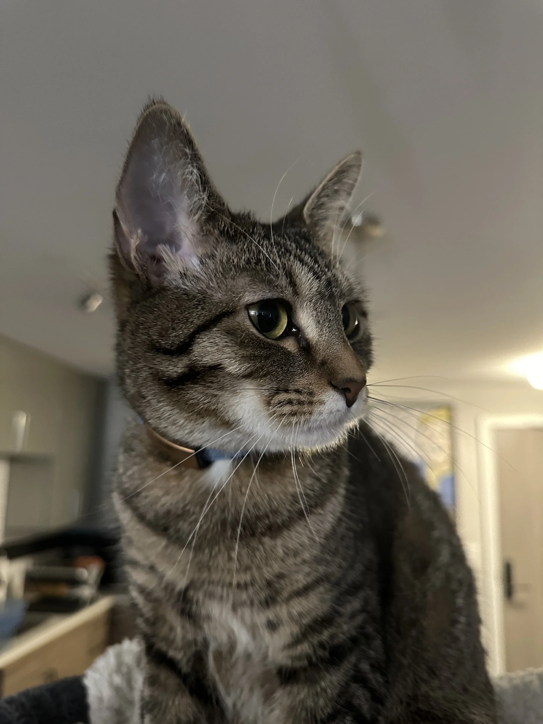 Photo of a brown and gray female tabby cat named Kairi.