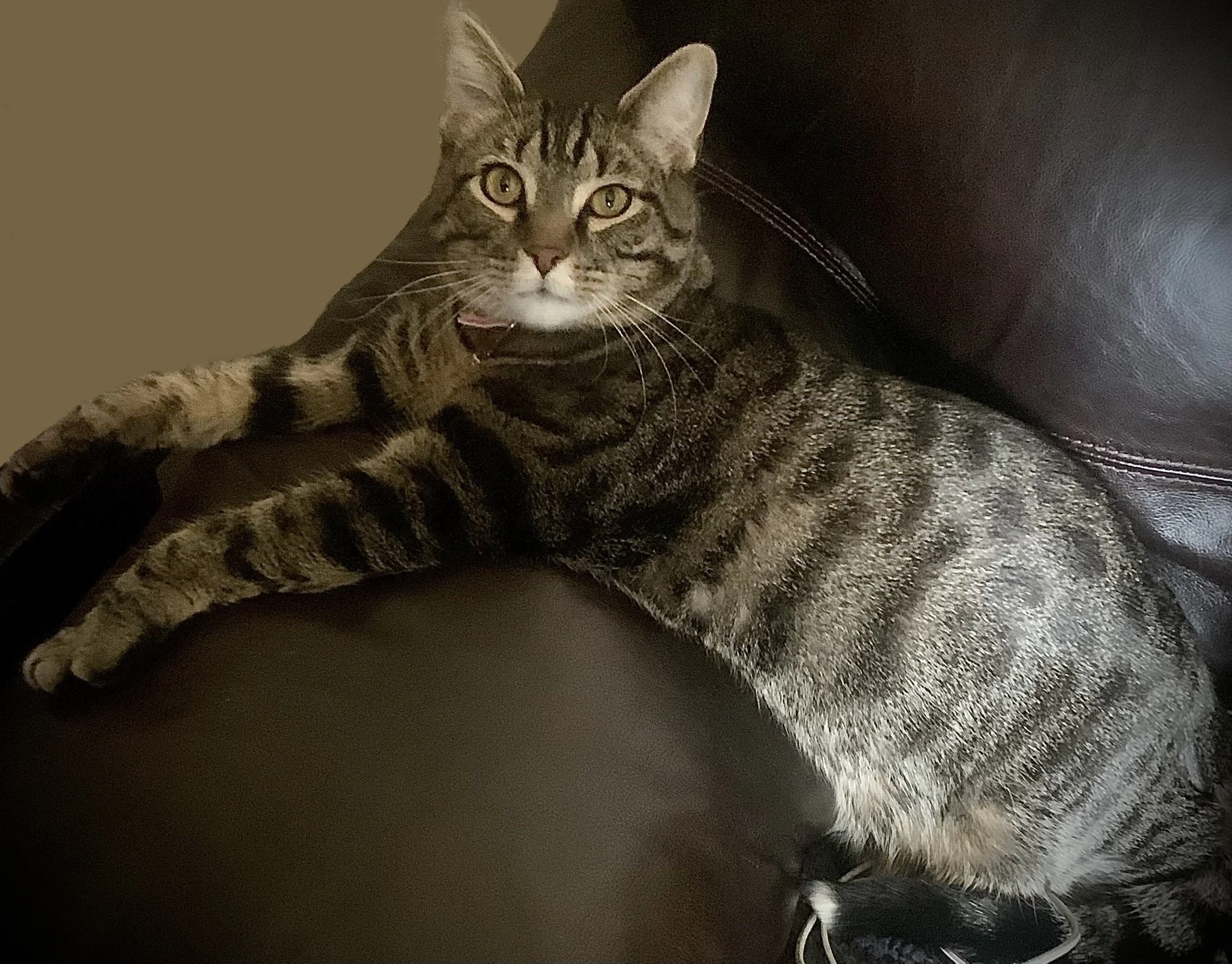 A photo of Floyd, a gray and brown male tabby cat, sprawled out over the arm of a brown leather recliner and looking up at the camera.
