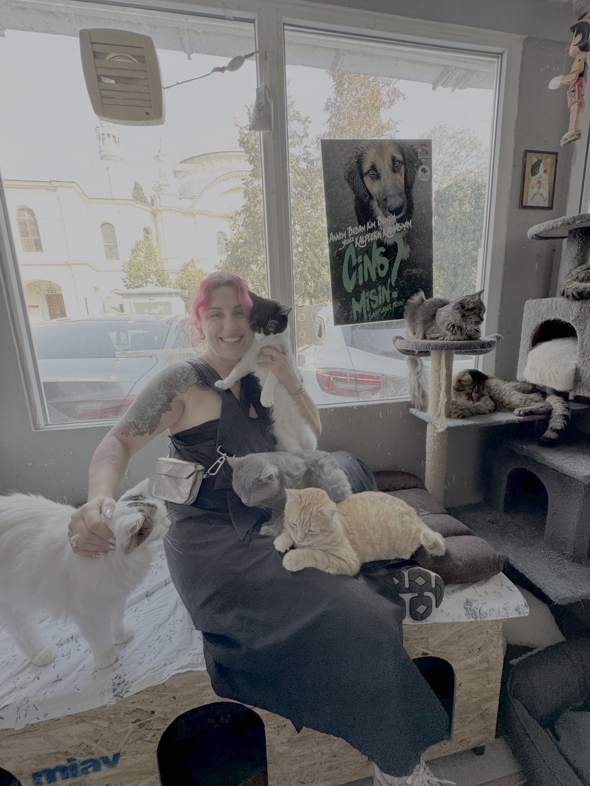 Istanbull Katz is helping cats live  on street in Istanbul