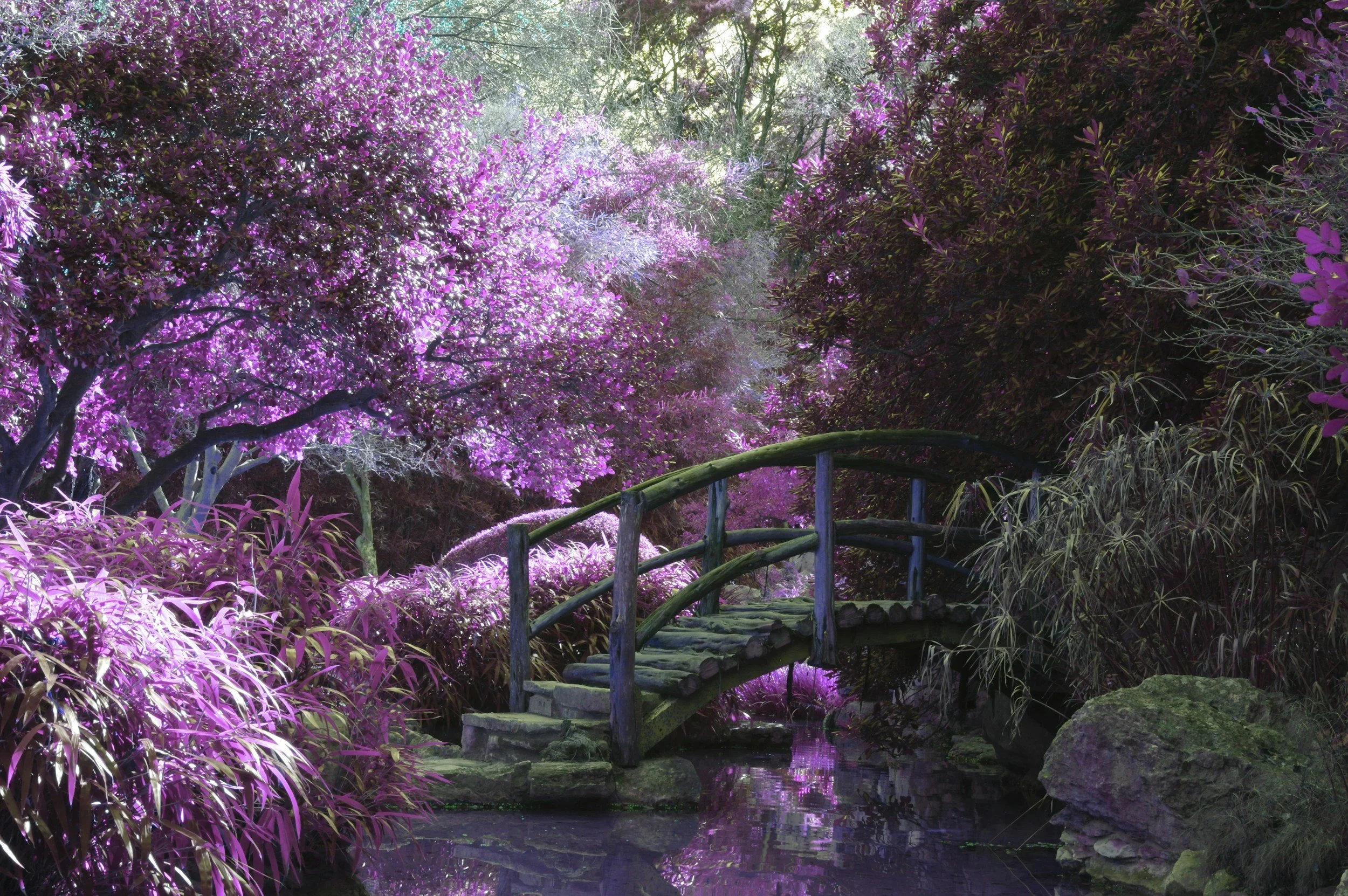 Pond with footbridge and bushes with purple flowers
