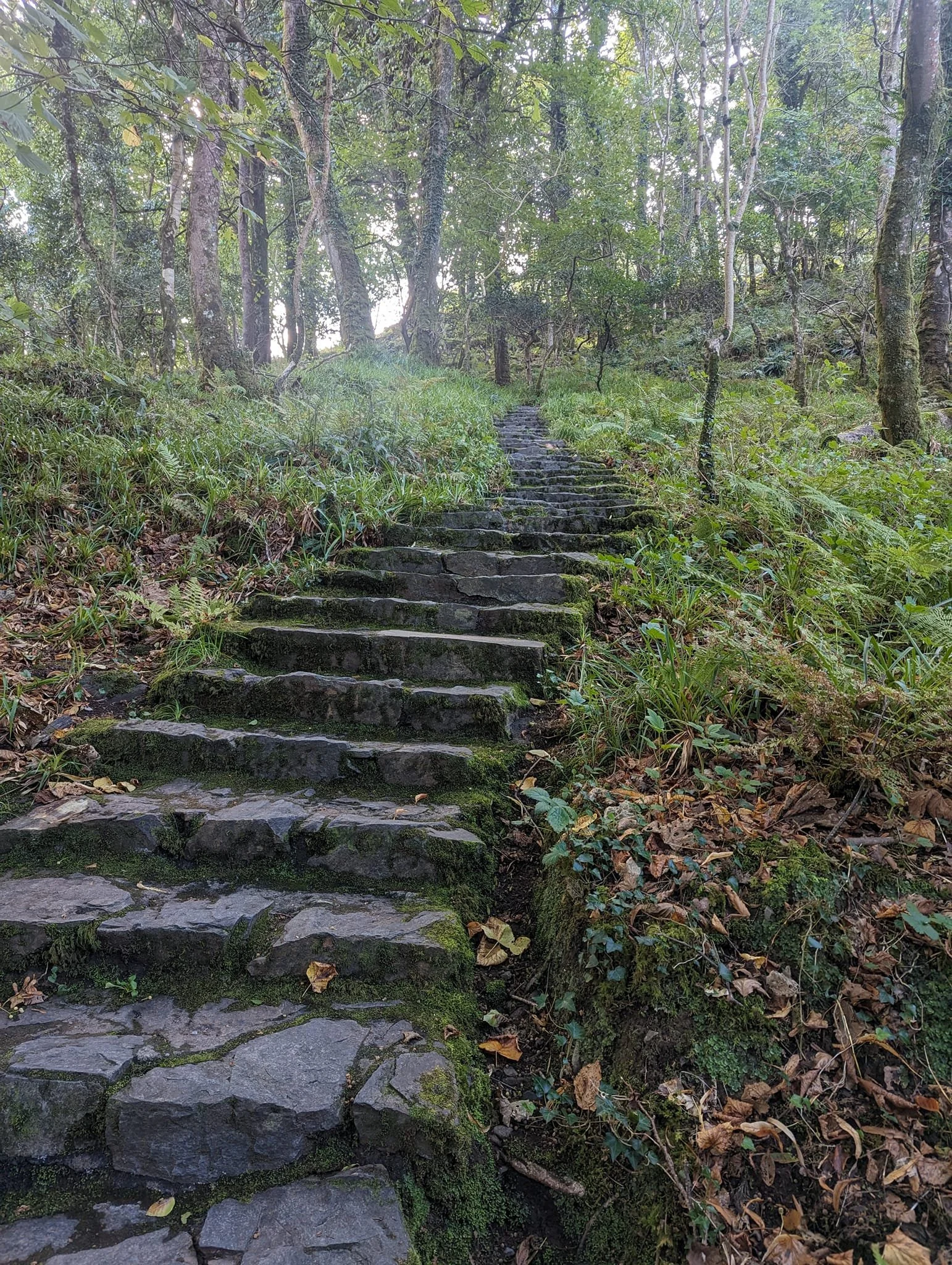 Stone steps leading up through a lush forest with green foliage, trees, and moss-covered rocks.