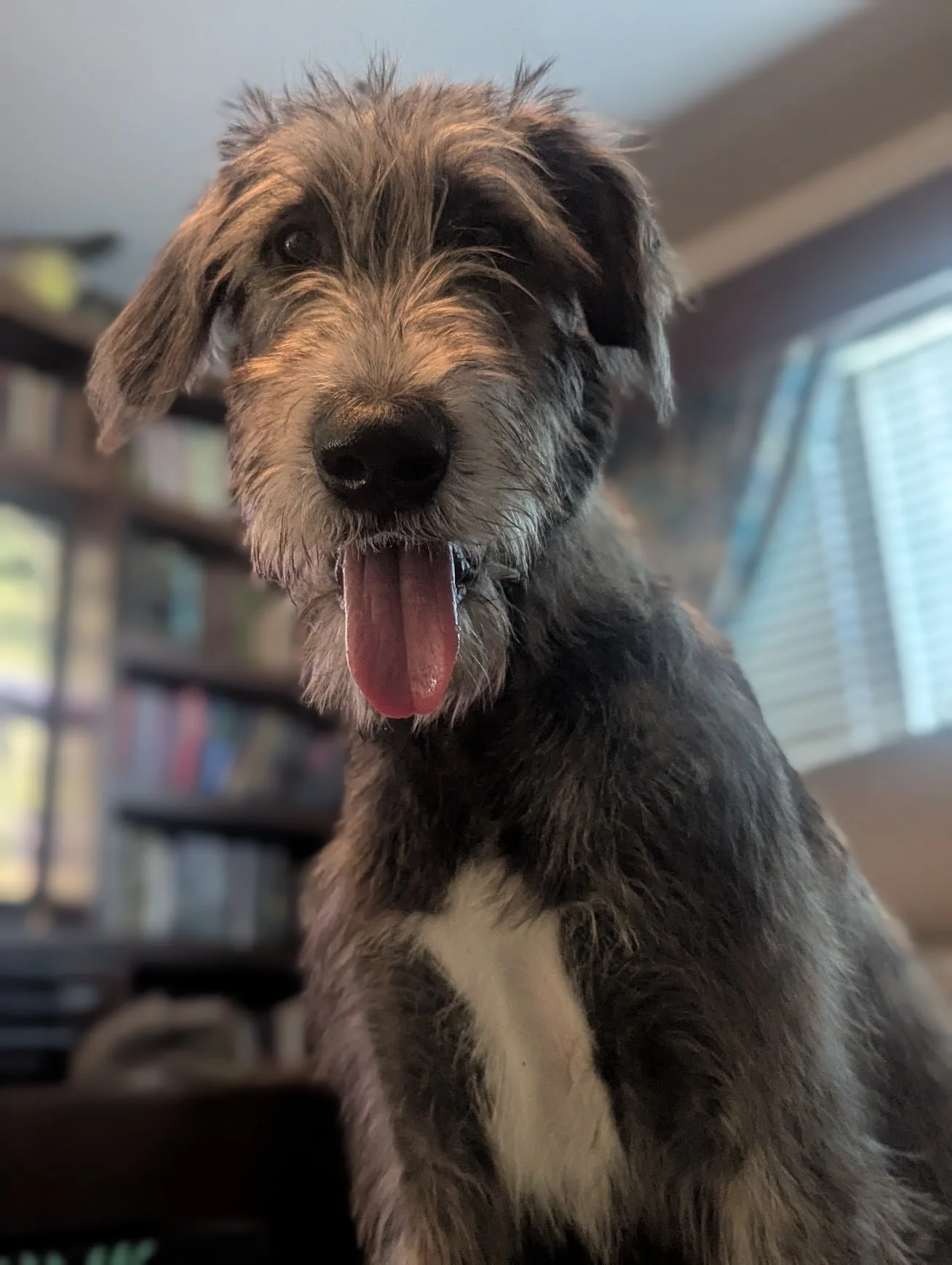 A happy puppy with gray and black fur, sitting indoors with a bookshelf and large window in the background.