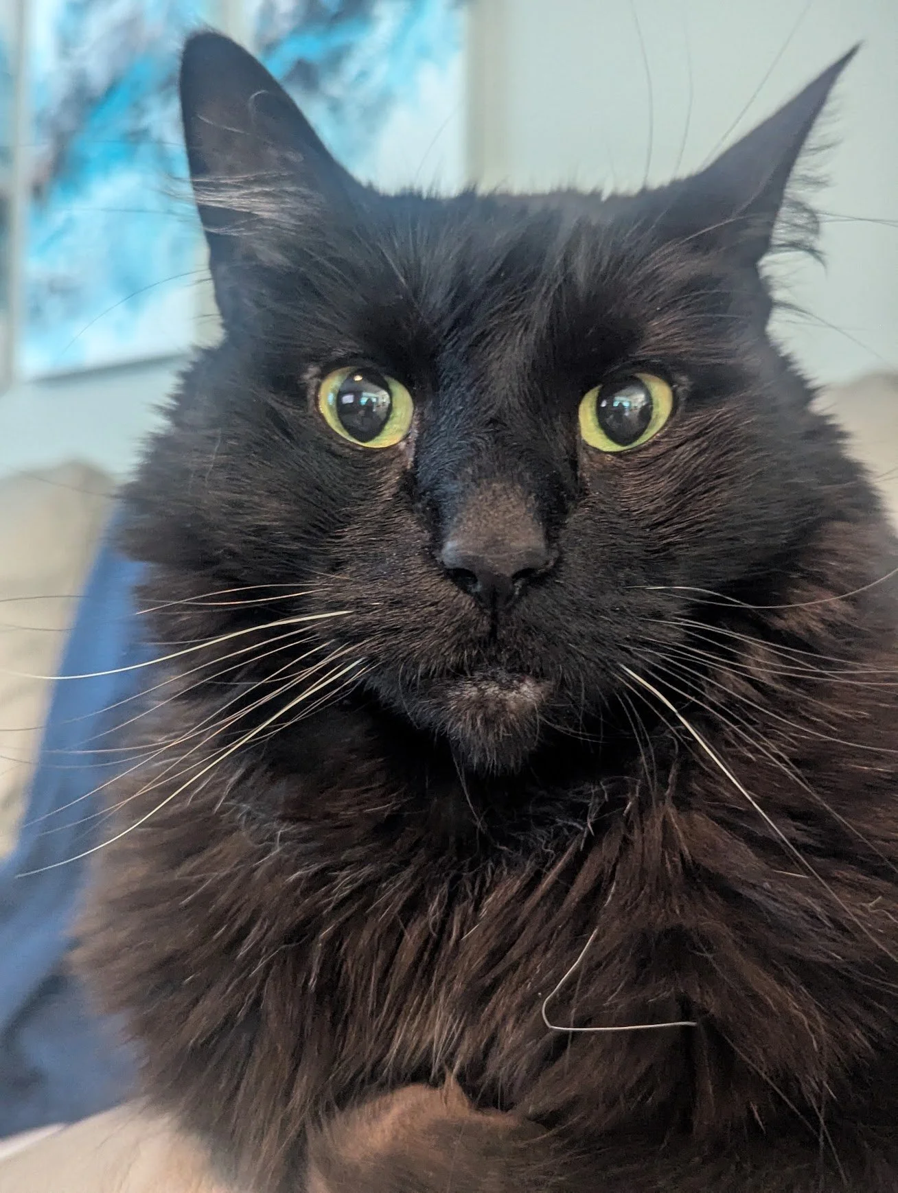 Close-up of a black cat with green eyes and long white whiskers.