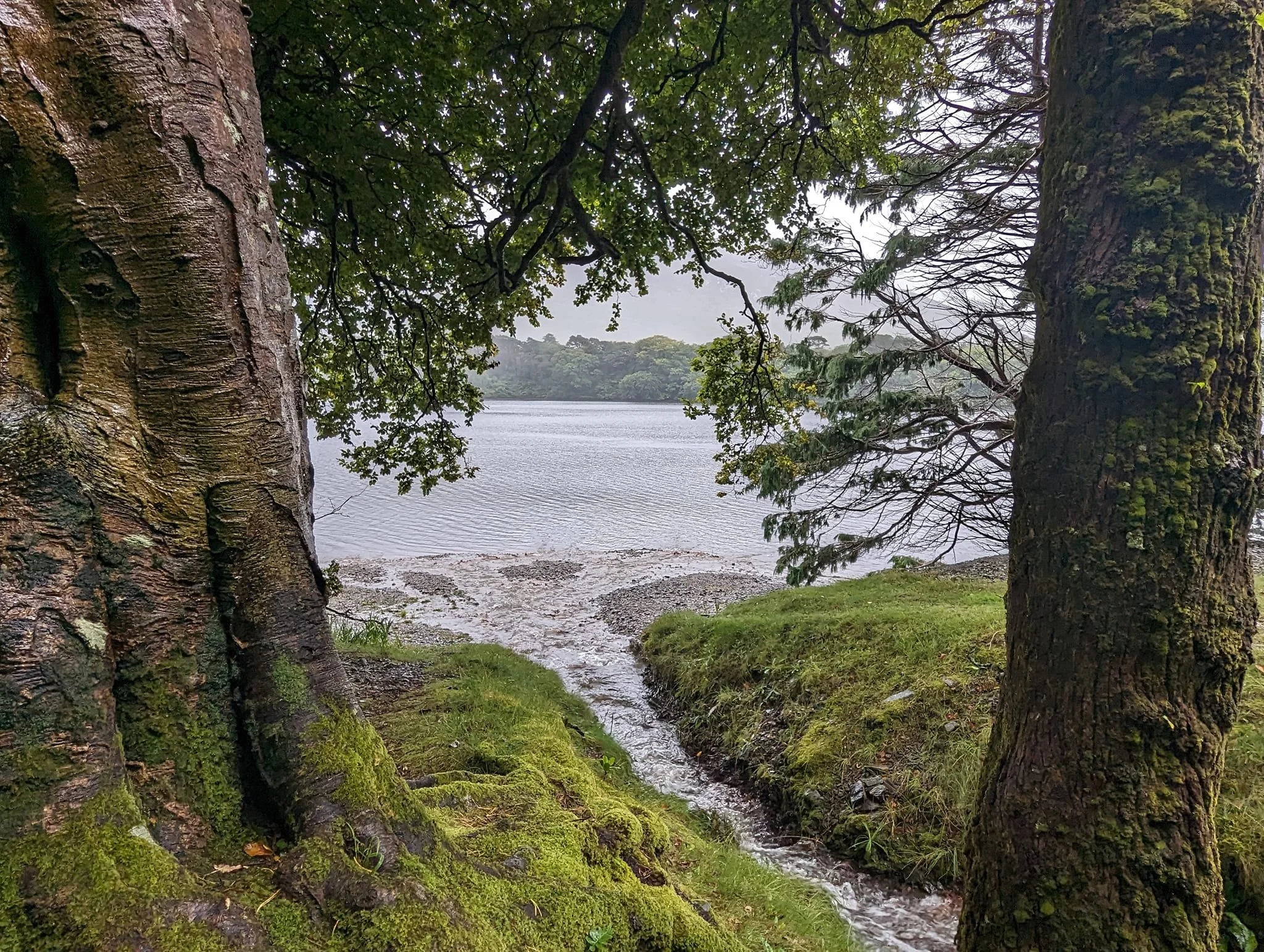 A view of a forested shoreline with two large trees in the foreground, a small stream, and a body of water in the background, under an overcast sky.