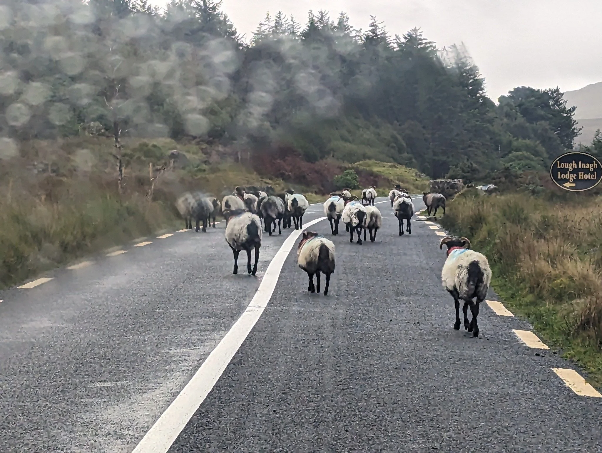 A herd of sheep walking on a mountain road with forested hills in the background, and a sign indicating the direction to Lough Inagh Lodge Hotel.