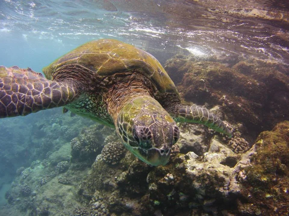Underwater photo of a green sea turtle swimming above coral reef with rocks and marine life.