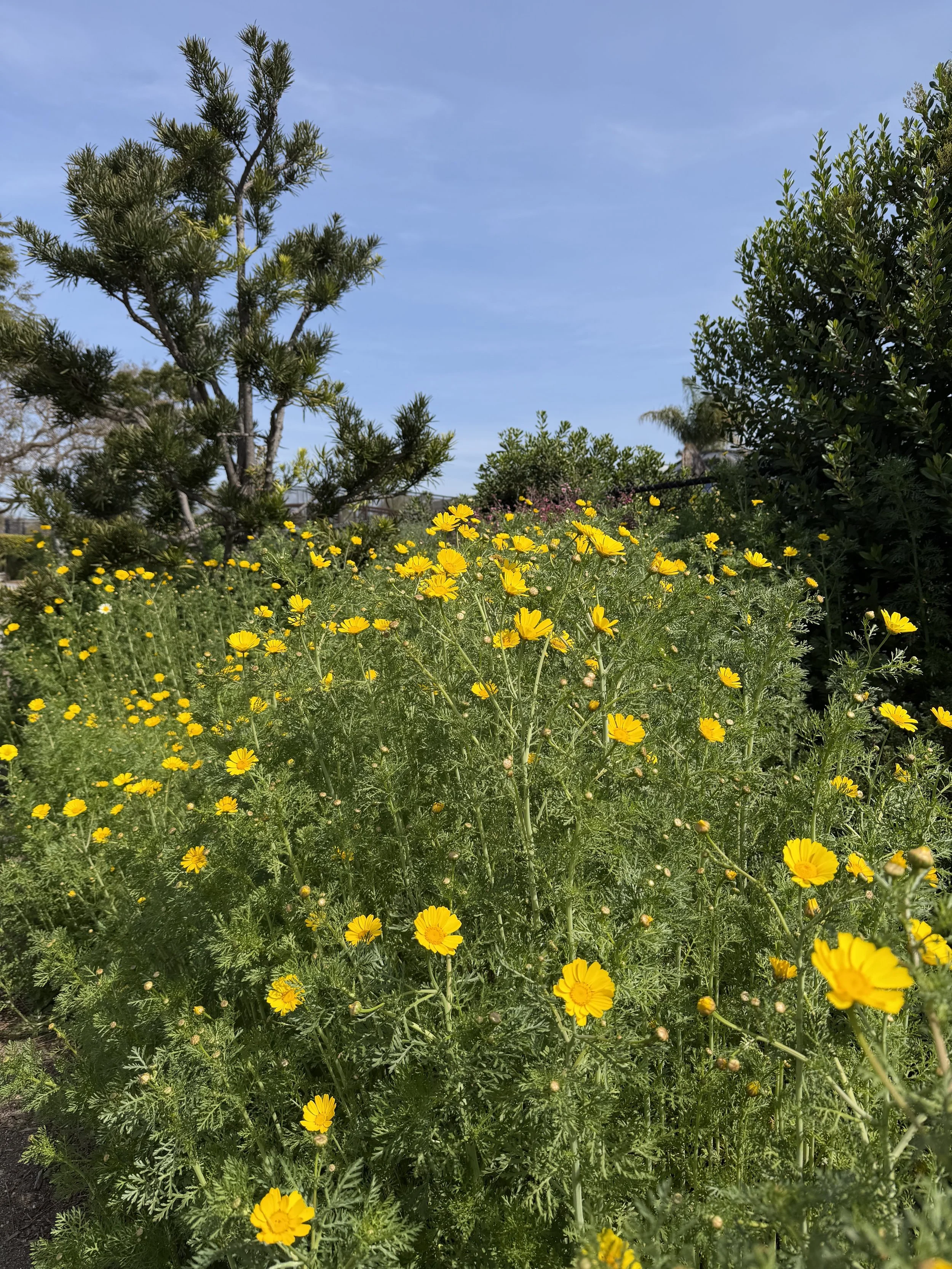 IMG_5105.jpeg