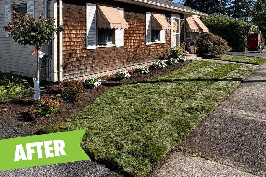 Fresh sod installed along with garden bed renovation and tree and shrub plantings.