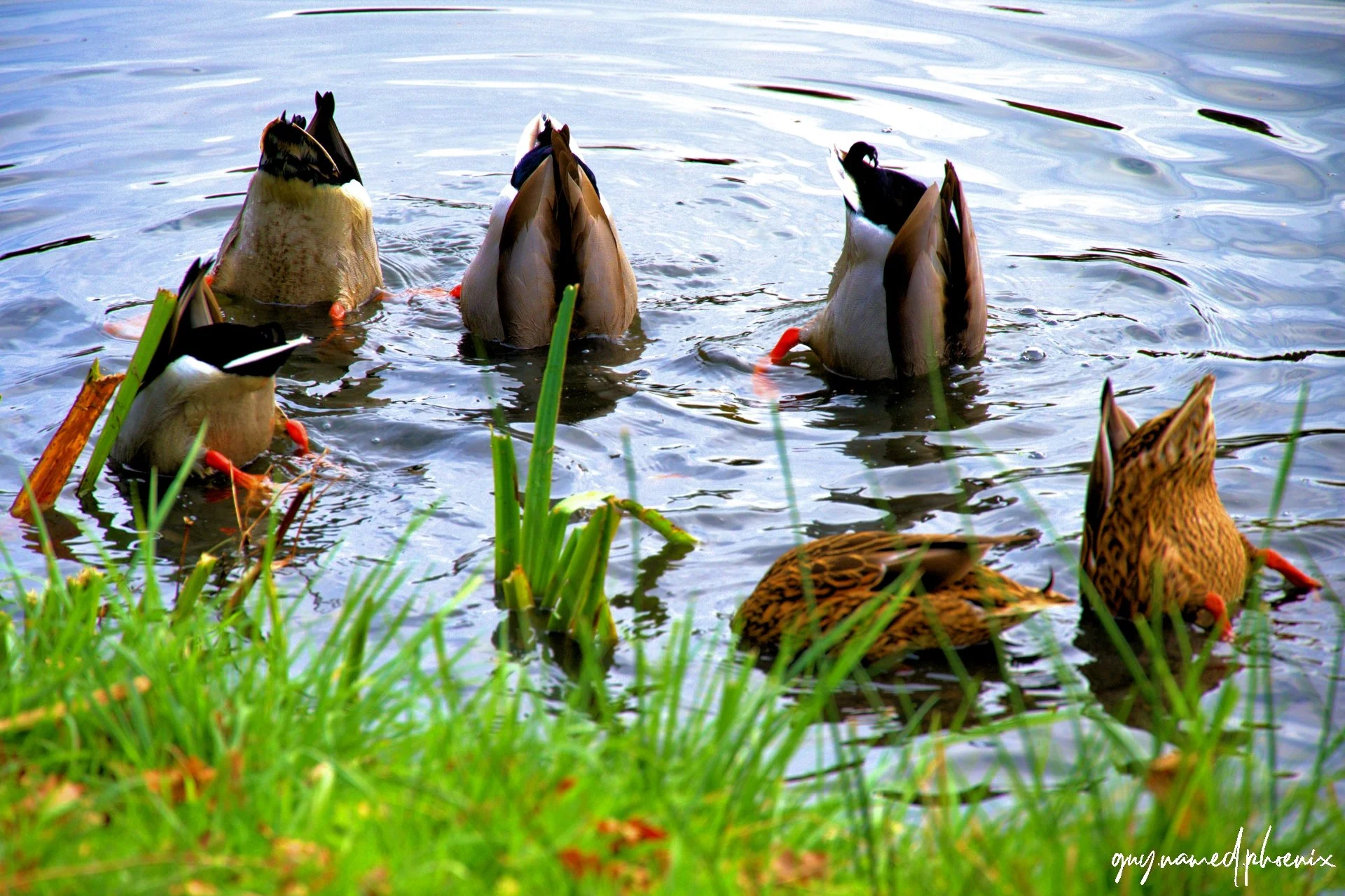 Six ducks swimming in a pond near green grass and plants.