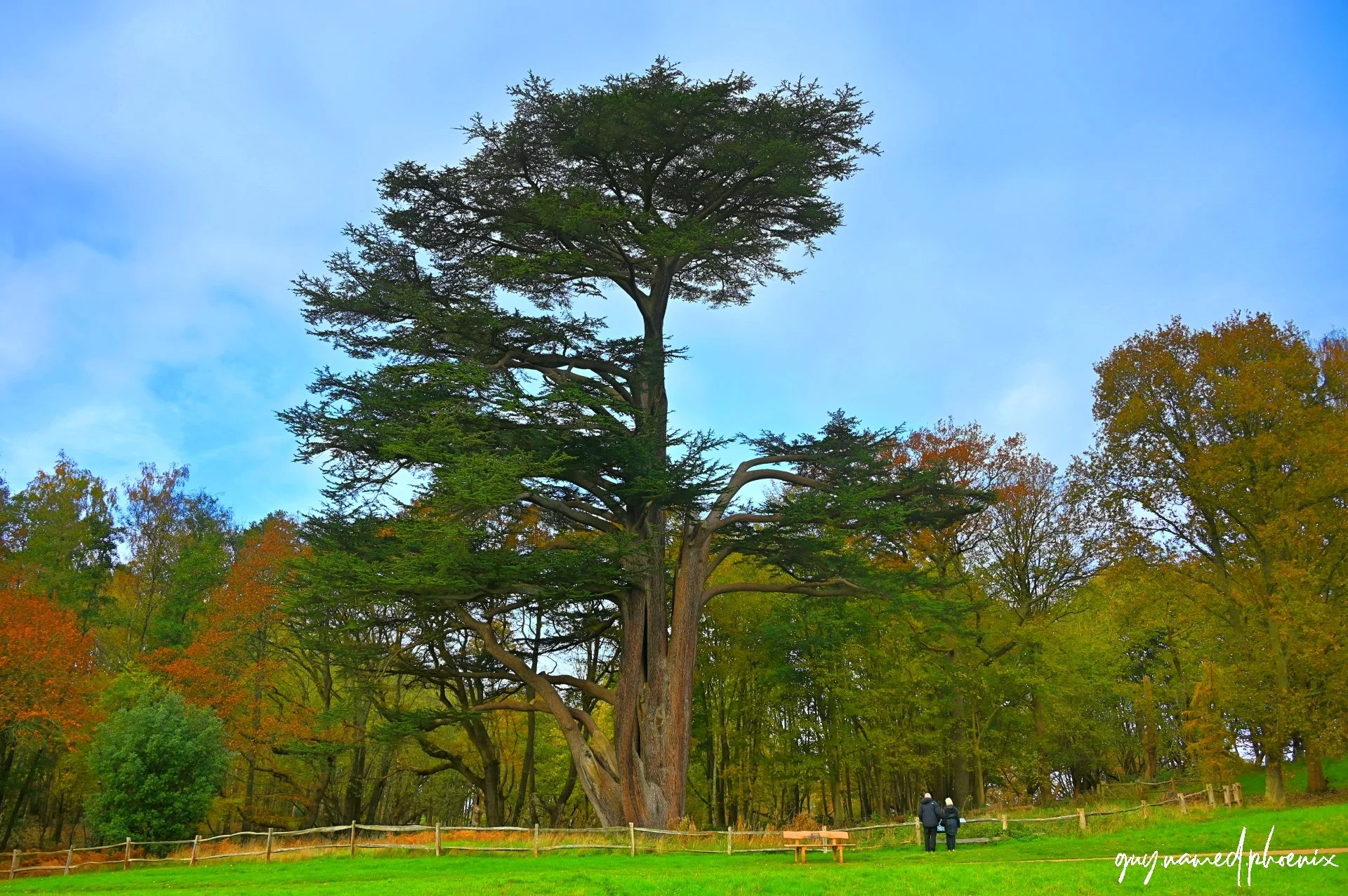 A large tree with irregular branches standing in a park with green grass, smaller trees with autumn-colored leaves in the background, and two people walking nearby. The sky is blue with some clouds.