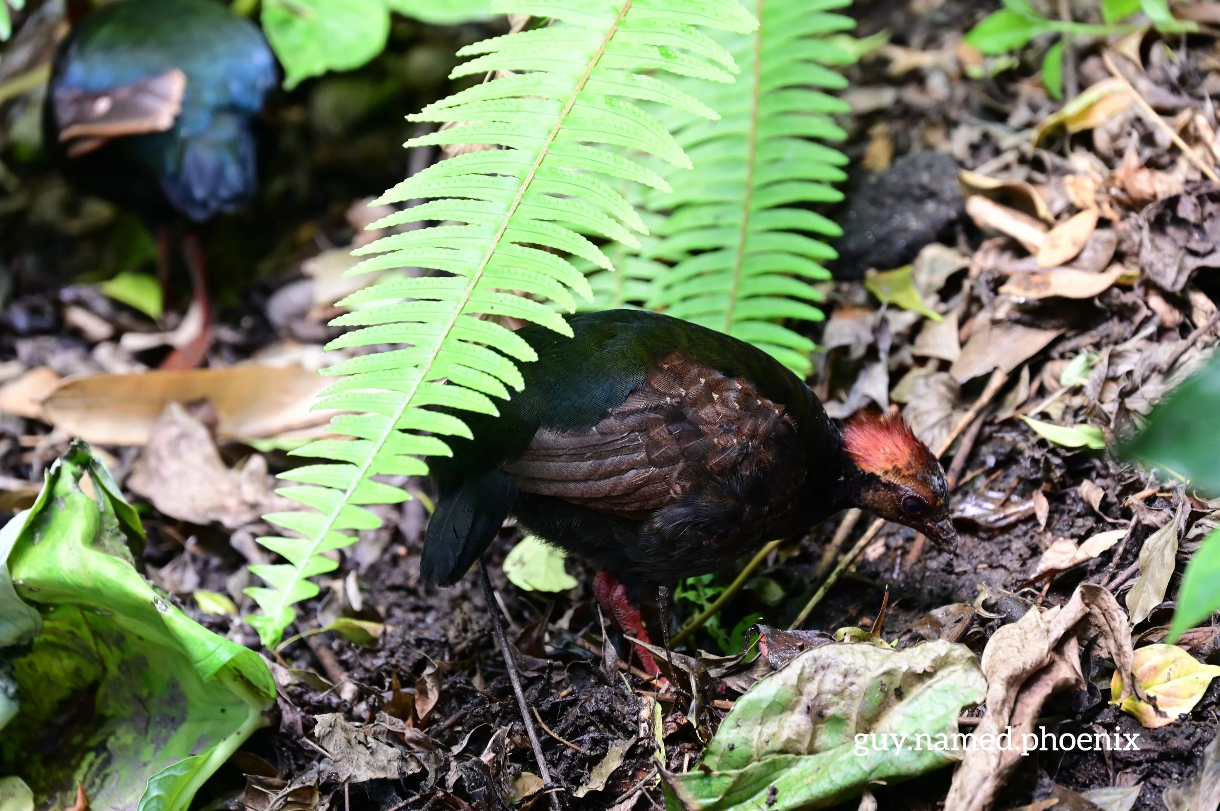 NZ6_9880.jpg