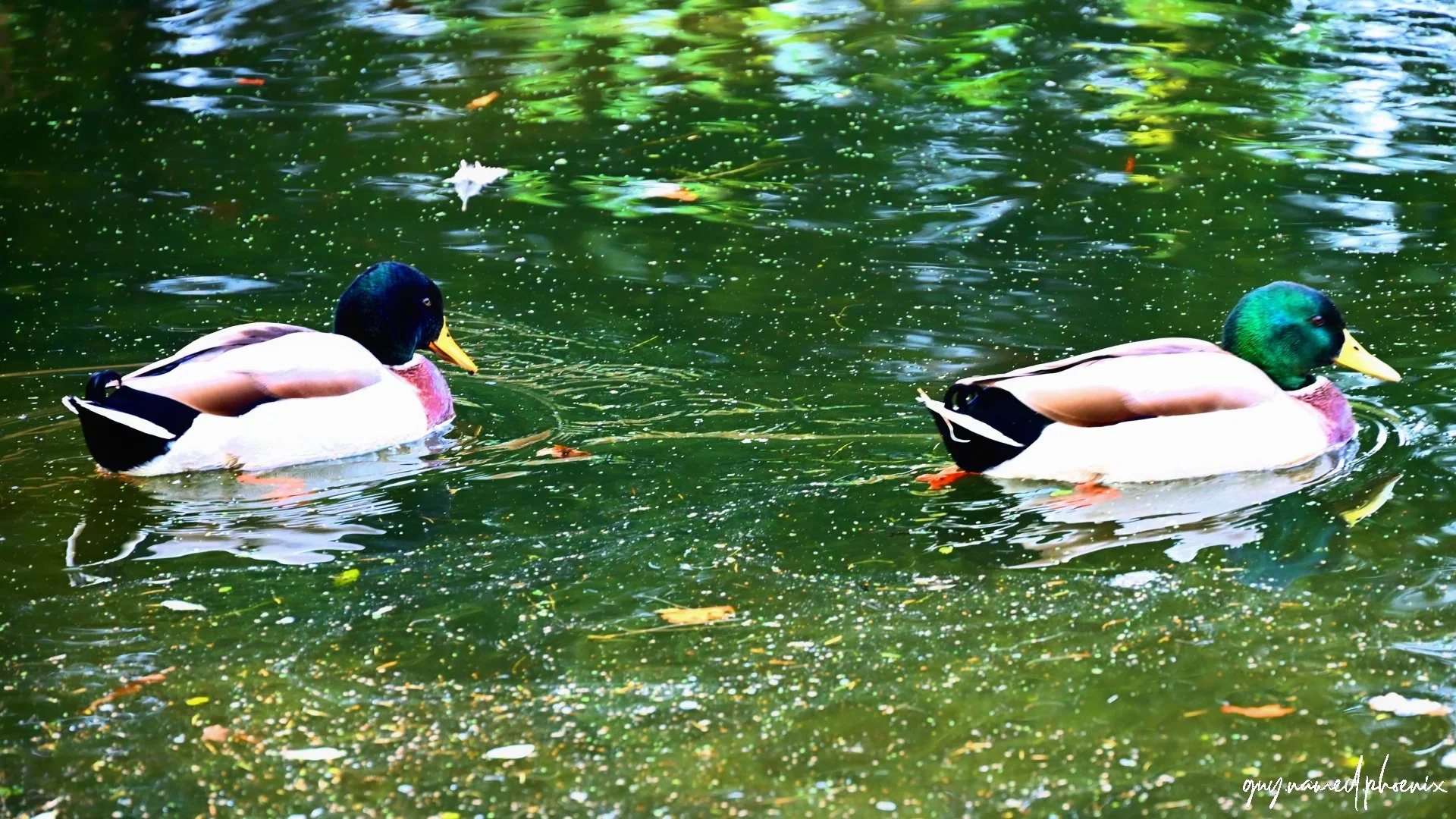 Two mallard ducks swimming in a green pond with floating leaves and reflections of surrounding trees.