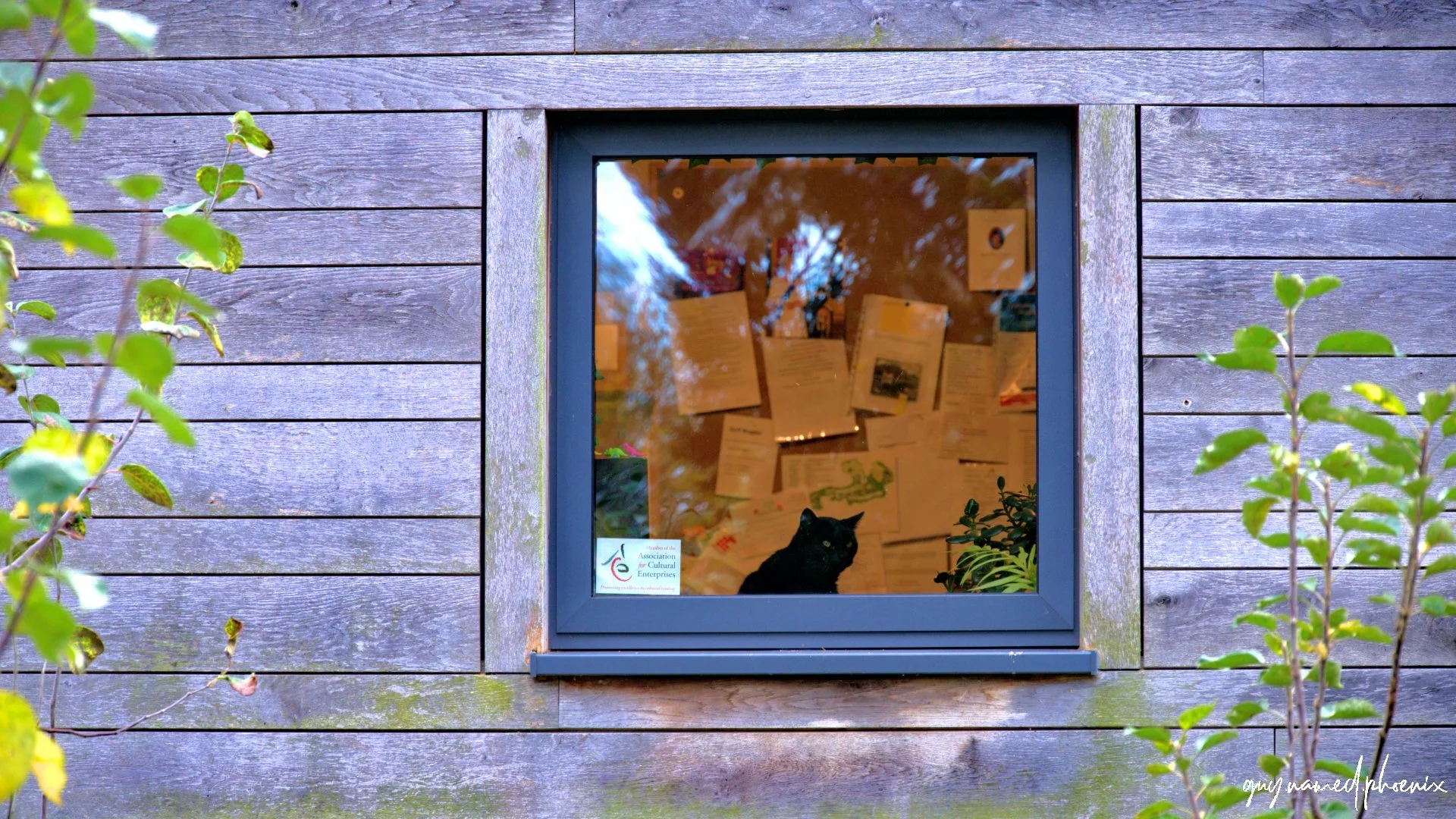 View through a window of a black cat sitting inside a building, greenery outside, papers and drawings on the inner wall behind the cat, sticker on the bottom left corner of the window.