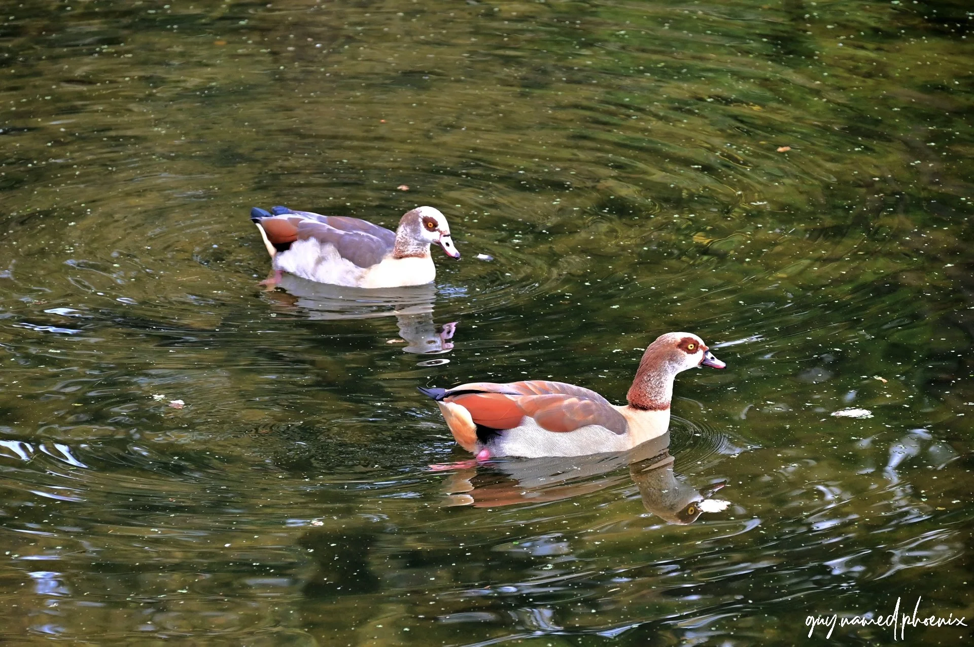 Two Egyptian geese swimming in a pond with greenish water, one in front and one in back, reflecting on the water surface.