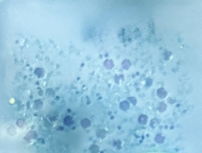 Wax Melts, 6 pack - Fresh Cotton