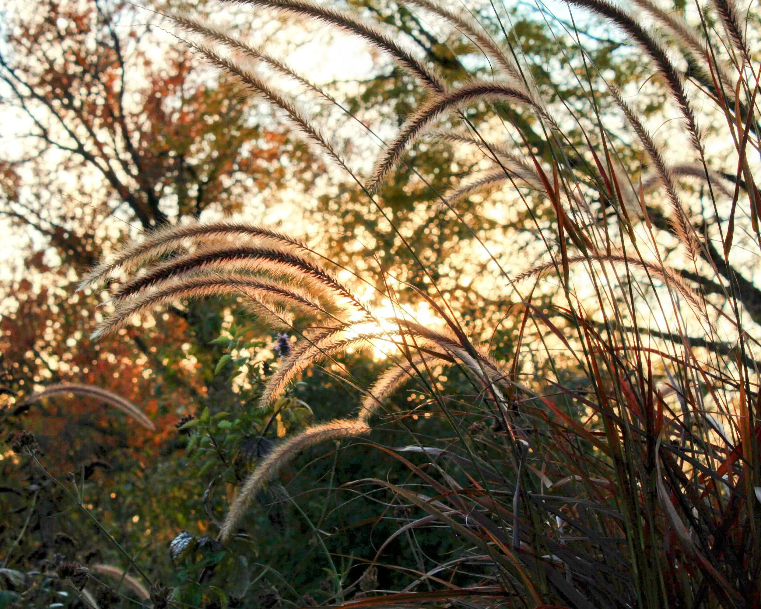 Autumn sunset filters through ferns and flowers.
