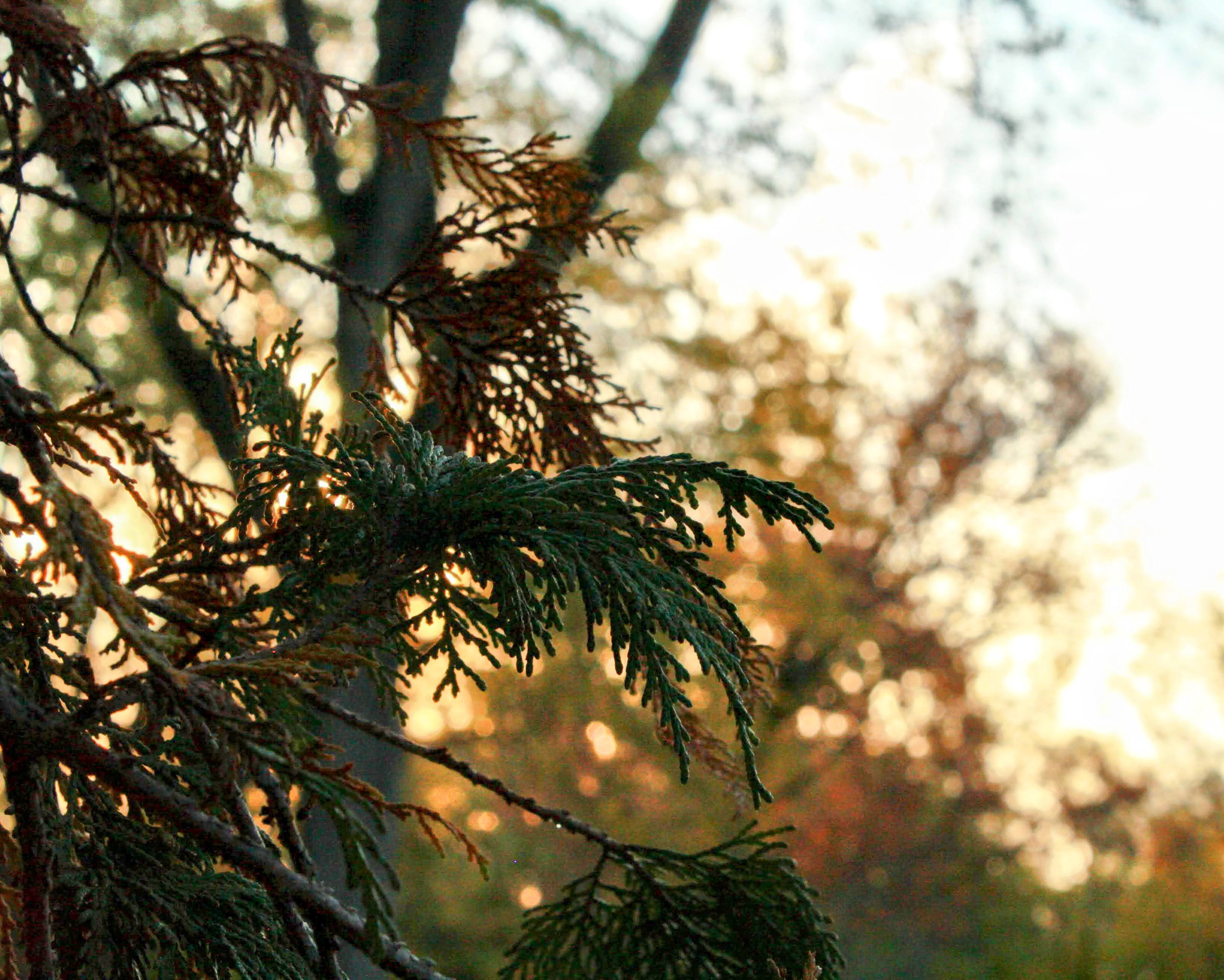 There are autumn evergreen leaves, as well as new growth, in the sunset.