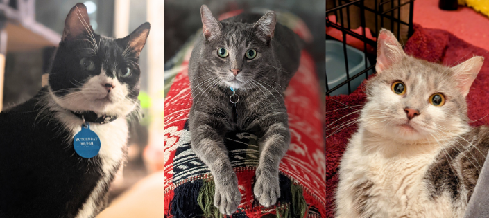 Triptych photo of a pensive tuxedo cat; bewildered striped grey cat; and a kittenish grey and white cat.