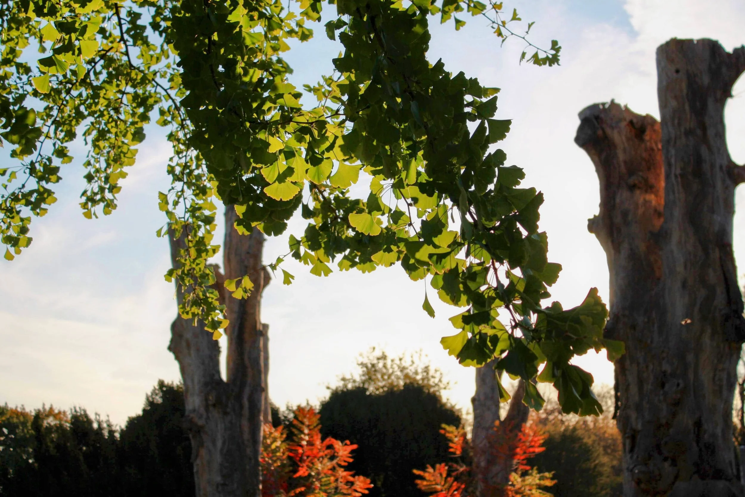 Sun dapples leaves, which dangle far ahead of four enormous elms still standing.