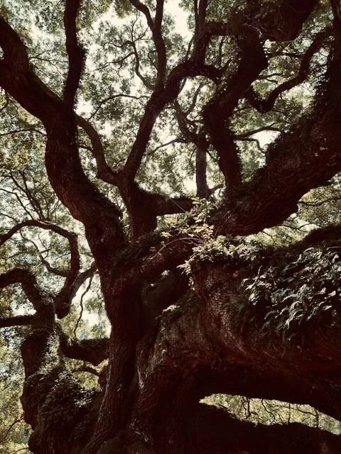 A large, gnarled tree with twisting branches and thick trunk, viewed from below.