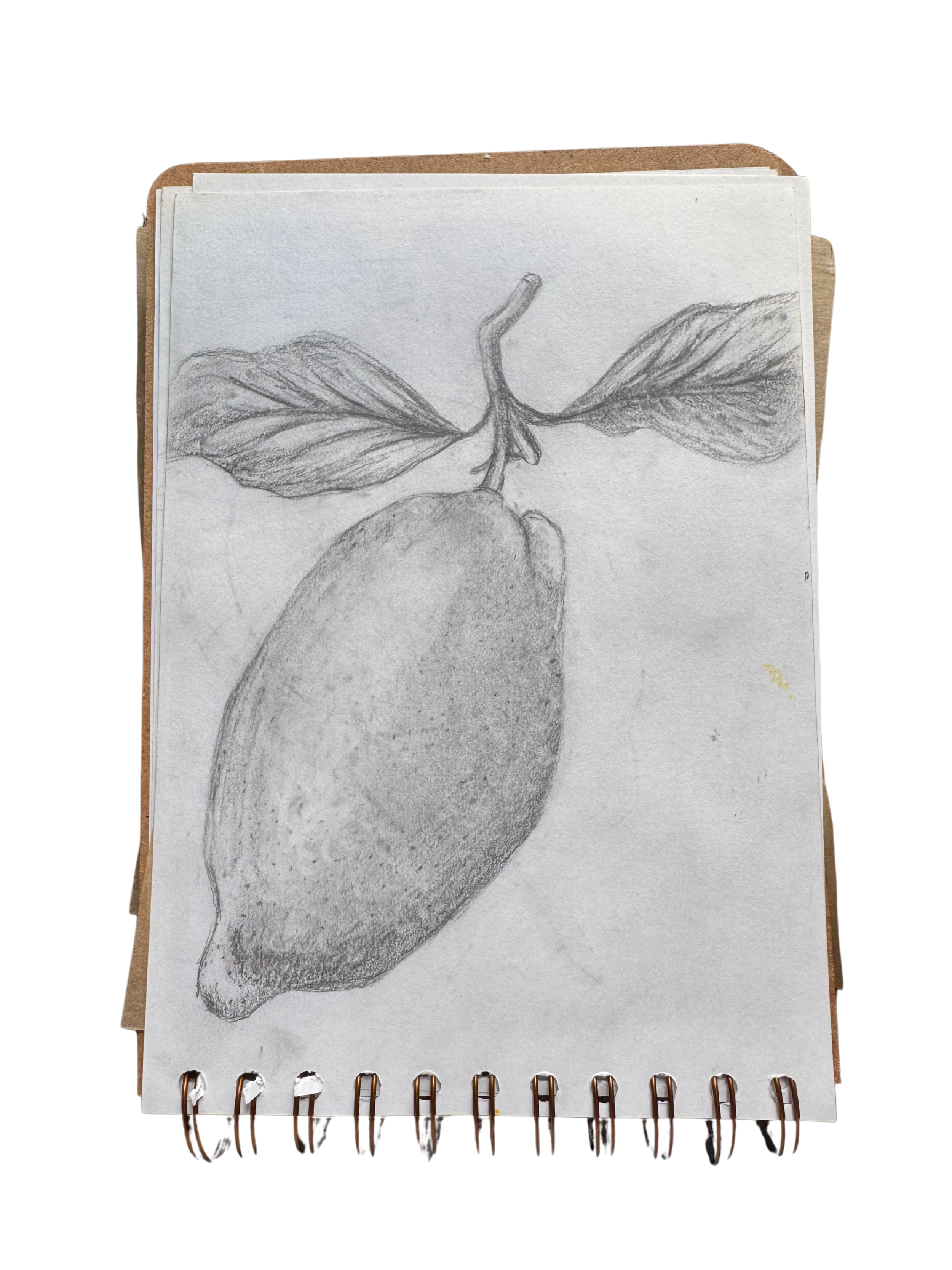 Lemon in pencil.