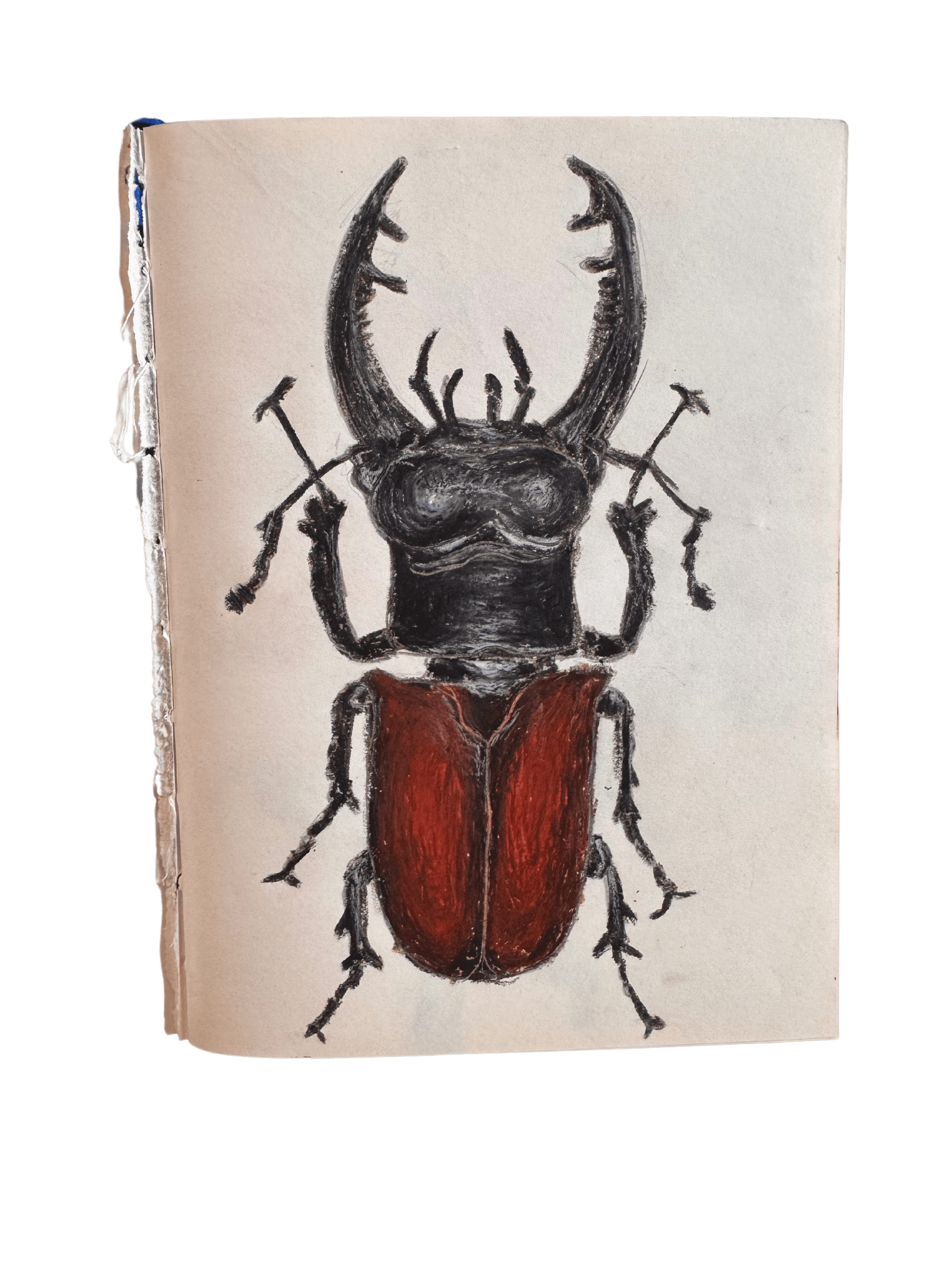 Beetle - Oil pastels on paper - 2022 - Not original reference.