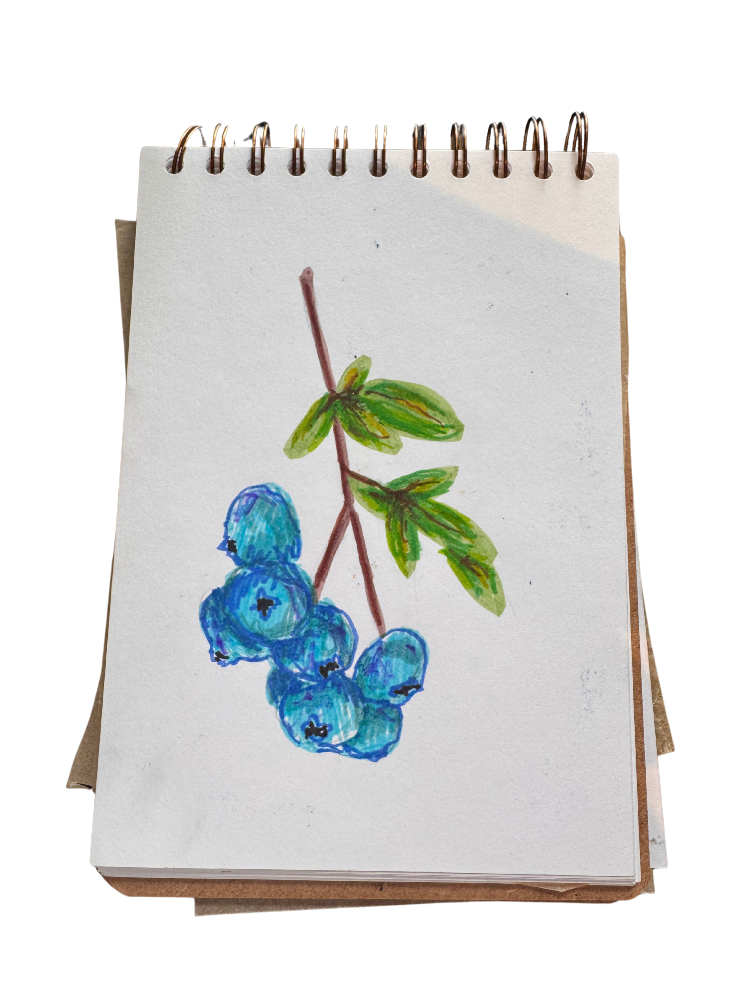 Blueberries in felt tip.