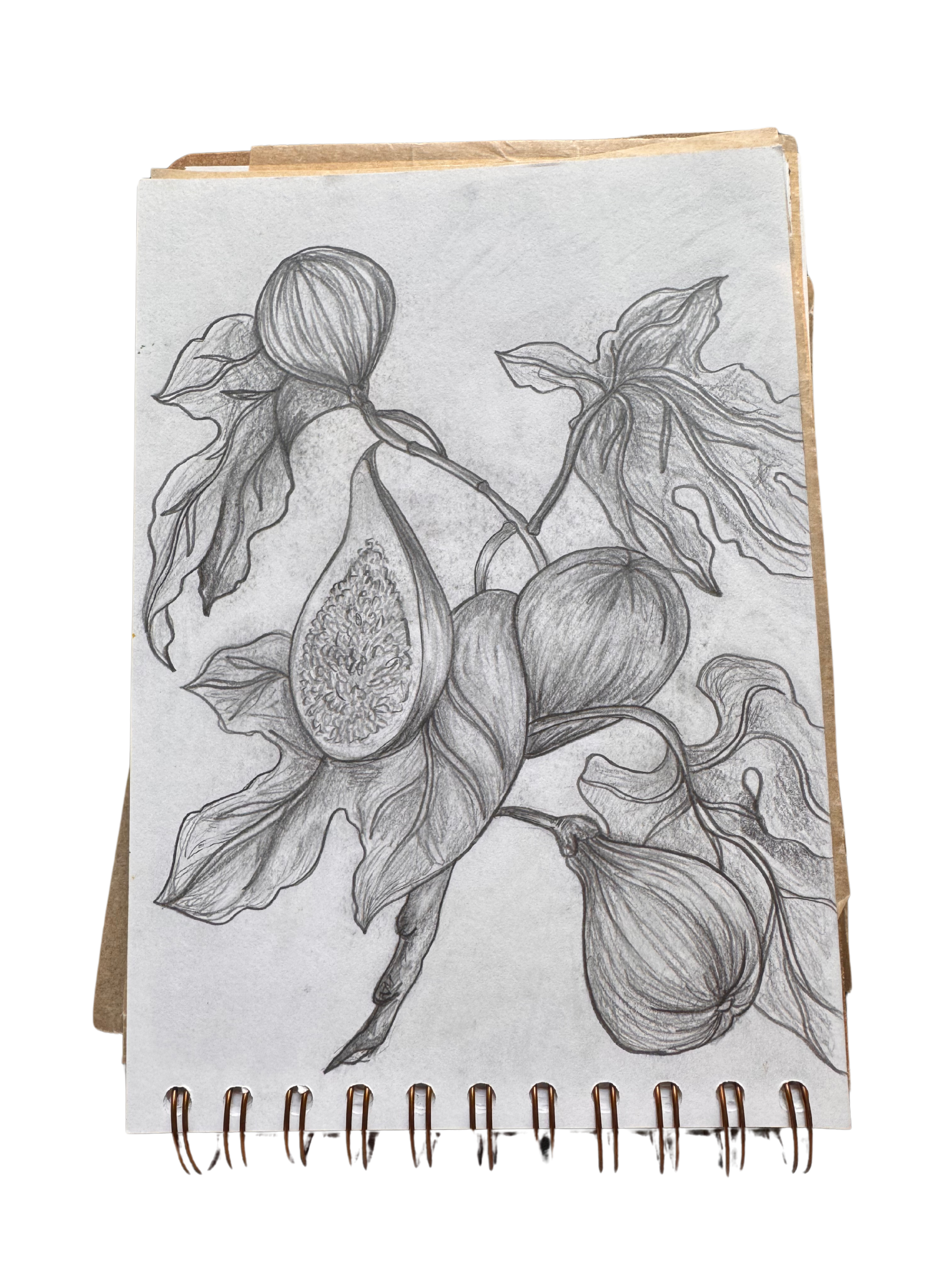 Fig branch in pencil.